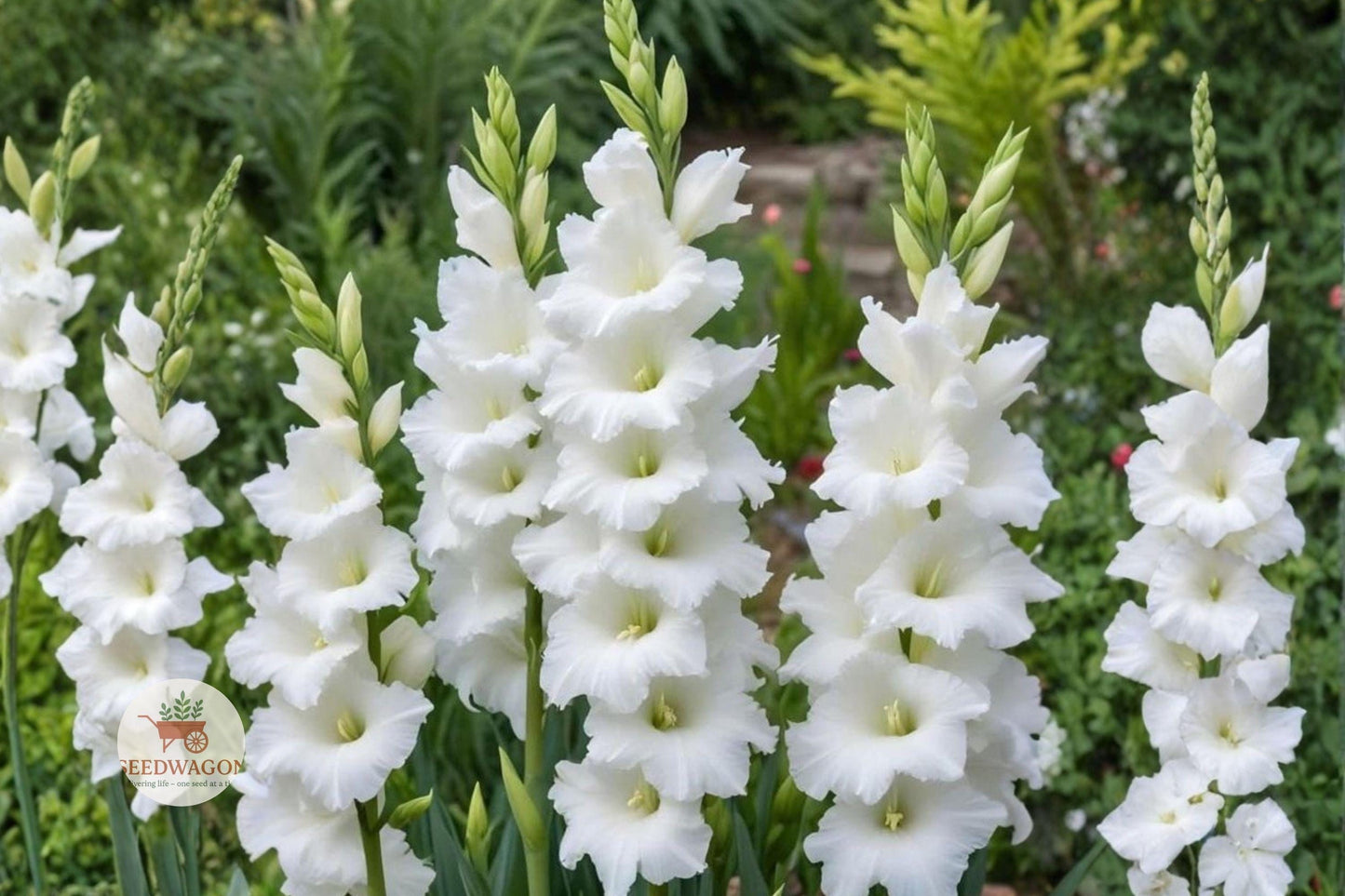 10 White Gladiolus Bulbs - Summer Blooming Flower Spikes - Gladiolus spp. - Elegant Cut Flowers for Gardens & Weddings