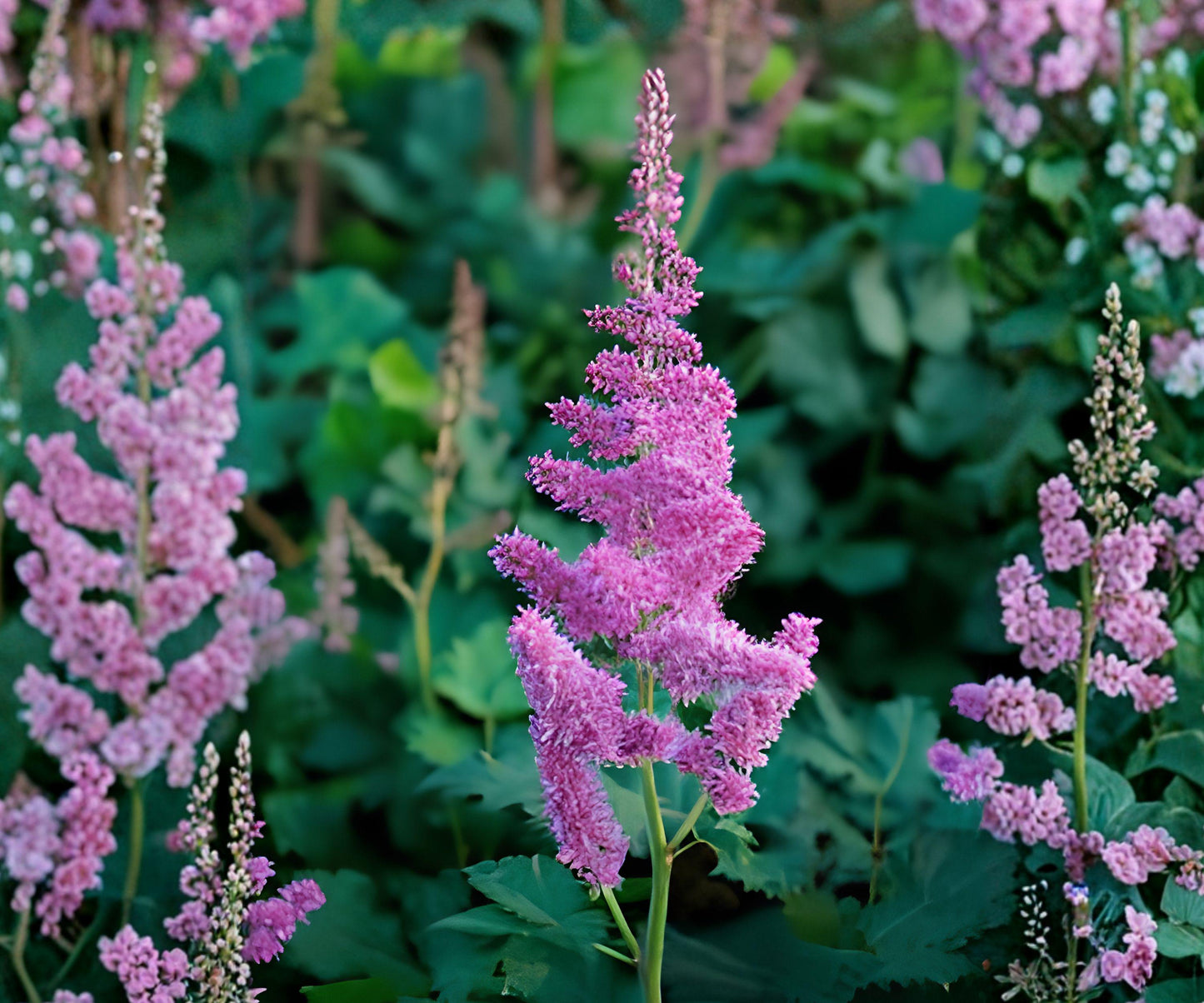Astilbe Vision Bare Root Plant - Raspberry Pink Perennial Flowers - Astilbe hybrid ‘Vision’ - Shade Garden, Zone 4-8