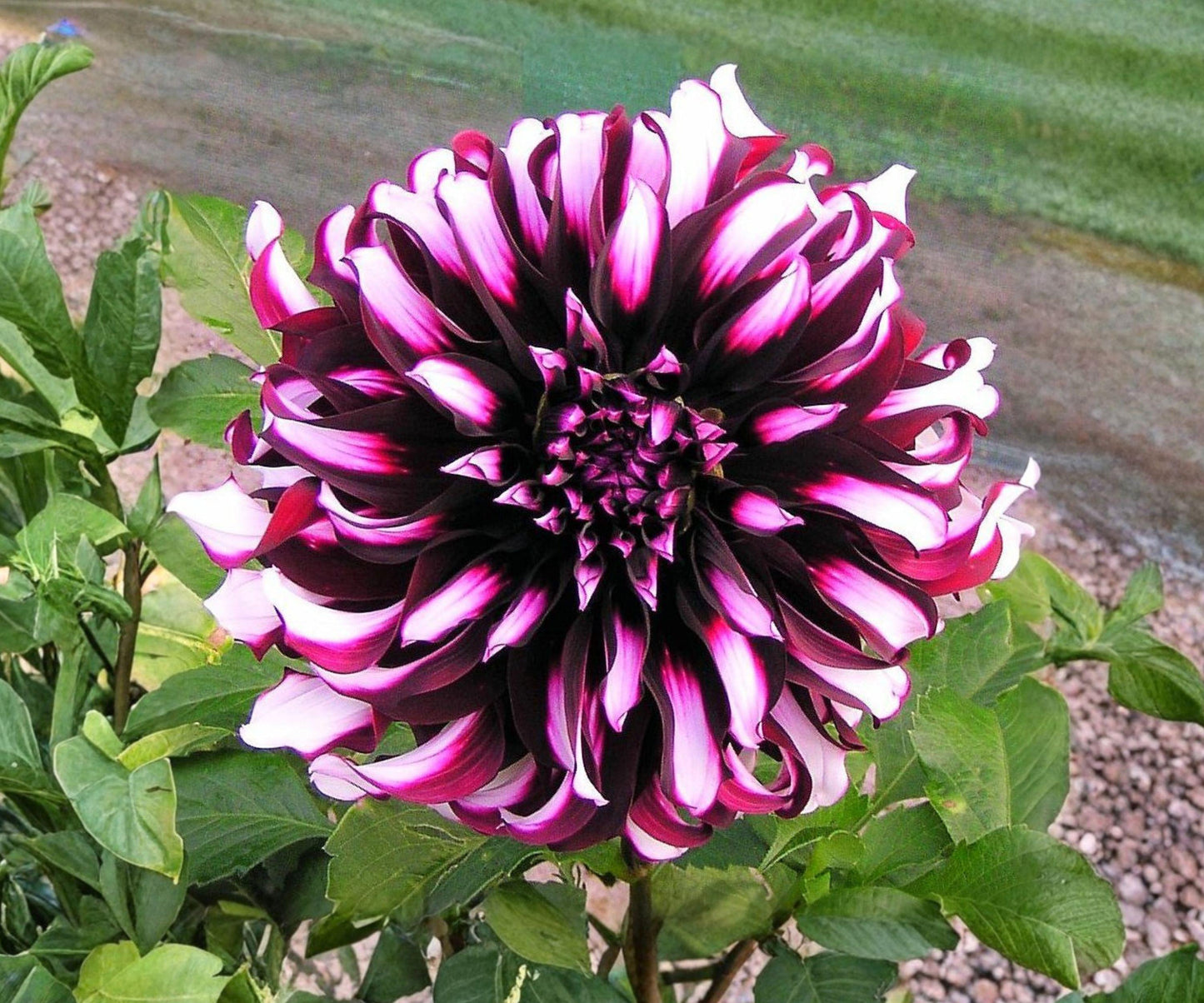 Dahlia Tubers - 3 Giant Purple White Tartan Clumps - Dahlia hybrid - Summer Fall Blooming Decorative Flowers