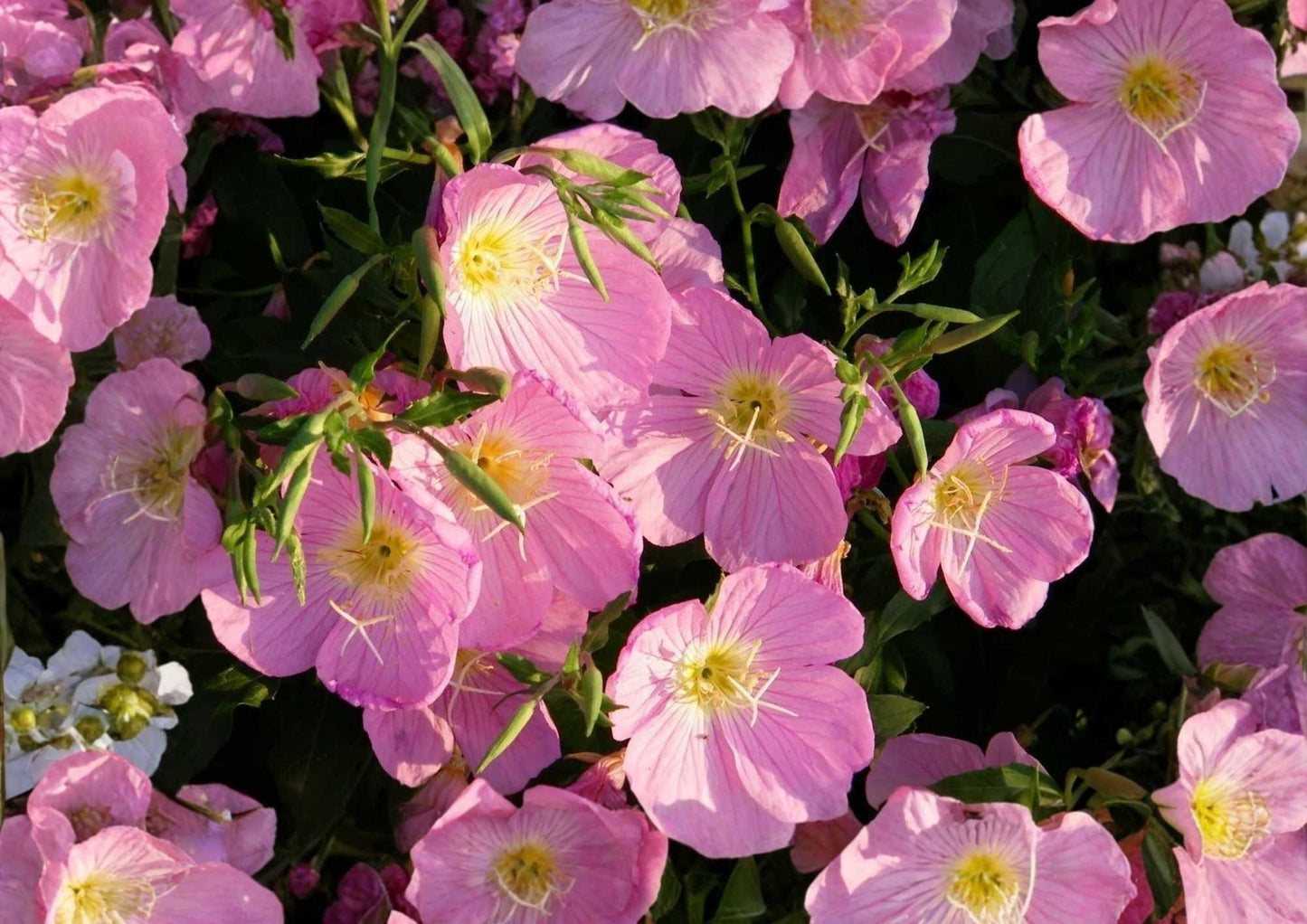 Pink Evening Primrose Seeds - 500+ Soft Pink Blooms - Fragrant Butterfly Pollinator - Drought Tolerant Variety (Oenothera speciosa)