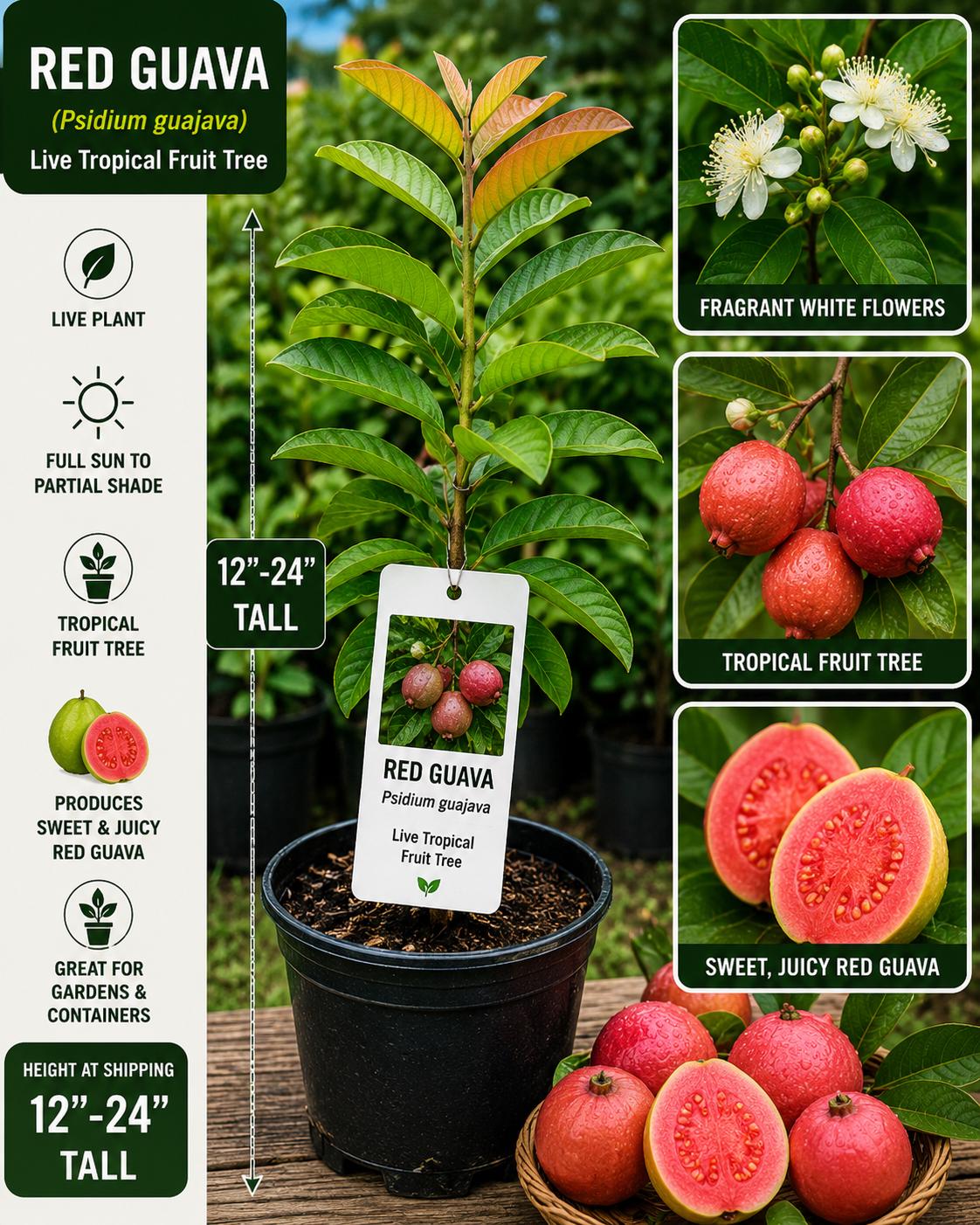Red Guava Live Fruit Tree 12-24 Inches - Psidium guajava - Fresh Stock, Tropical Fruit Plant, Home Garden