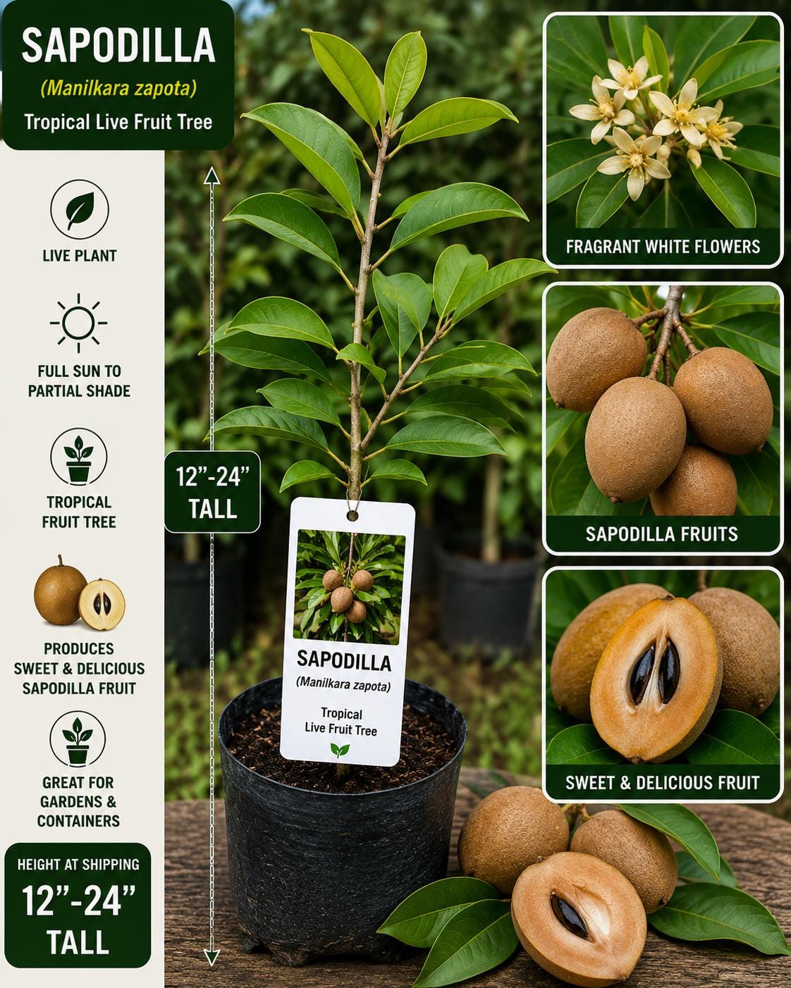 Sapodilla Live Fruit Tree 12-24 Inches Tall - Manilkara zapota - Tropical Fruit Plant for Home Garden