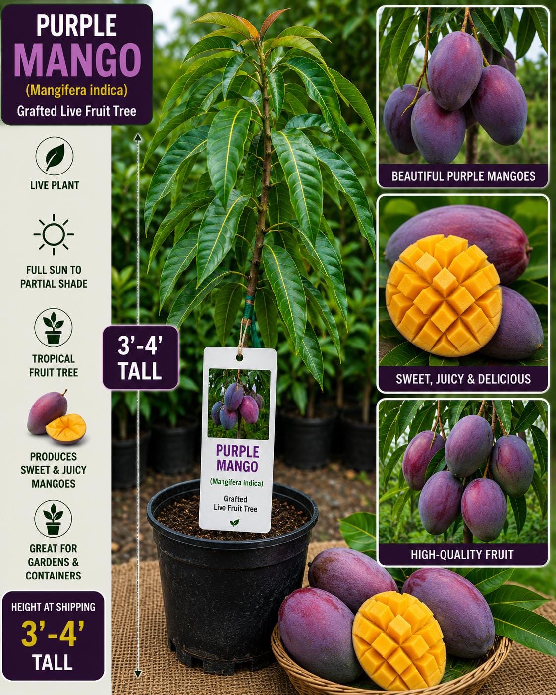 Purple Mango Tree 3-4 Feet - Mangifera indica - Live Fruit Plant - Non-GMO, Tropical Fruit Tree, Exotic Garden Plant