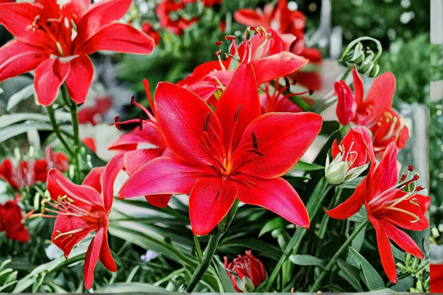 Lucifer Canna Lily Bulbs 5 Pack - Red Blooms Canna indica - Tropical Flowering Plant for Garden Beds & Borders
