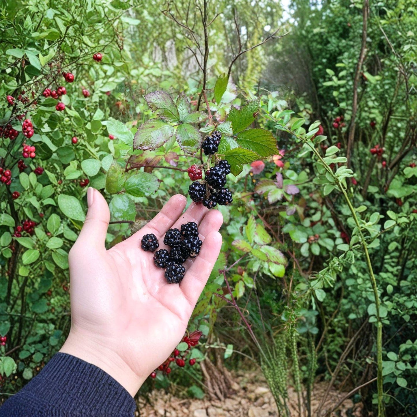 Wild Blackberry Plants - 2 Live Bare Root Shrubs - Rubus fruticosus - Perennial Fruit with Black Berries - Organic Starter Plants
