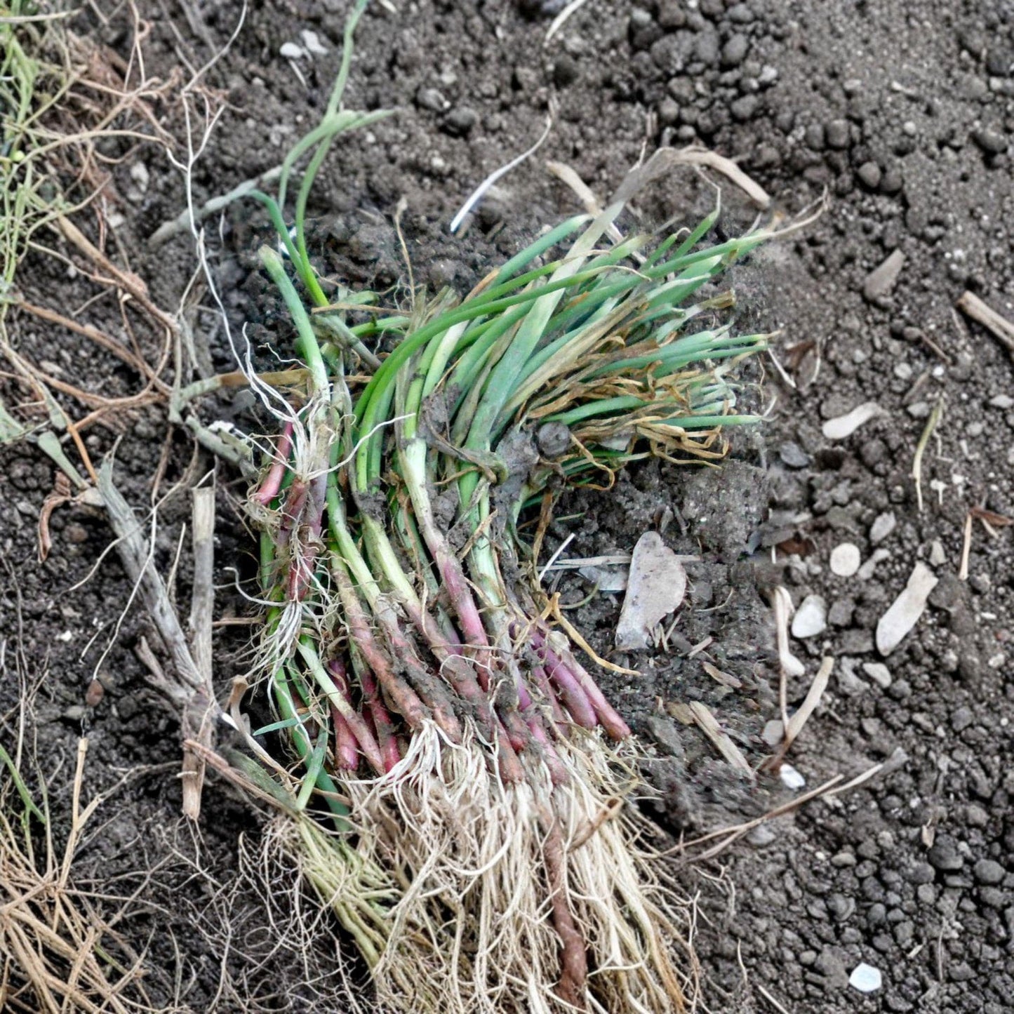 Candy Sweet Onion Starter Plants - 30 Live Dormant Plants, Allium cepa, Mild Flavor, Perfect for Home Gardens