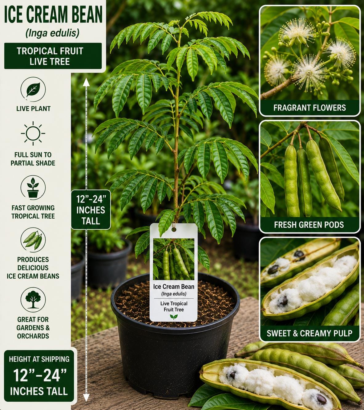 Ice Cream Bean Tree 12-24 Inches Inga edulis - Easy to Grow Tropical Fruit Tree for Home Garden