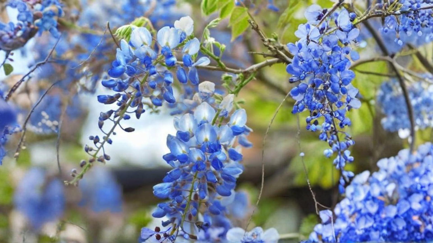 Blue Moon Wisteria Seedling – Purple-Blue Flowering Vine, Wisteria macrostachya, Hardy Outdoor Climber for Gardens