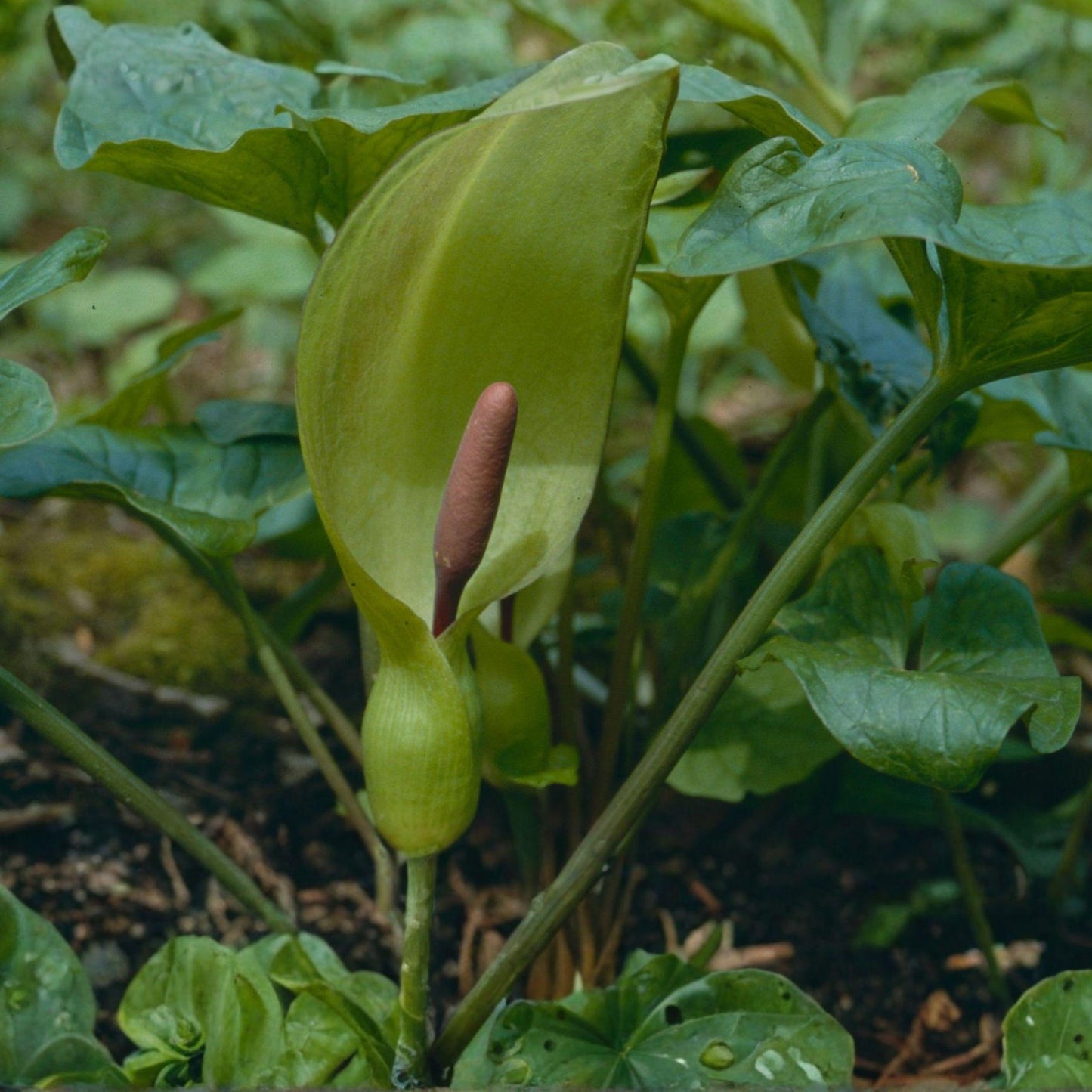 Lord and Ladies Bare Root Live Plant 5 Pack - Woodland Perennial for Shade Garden - Arum maculatum