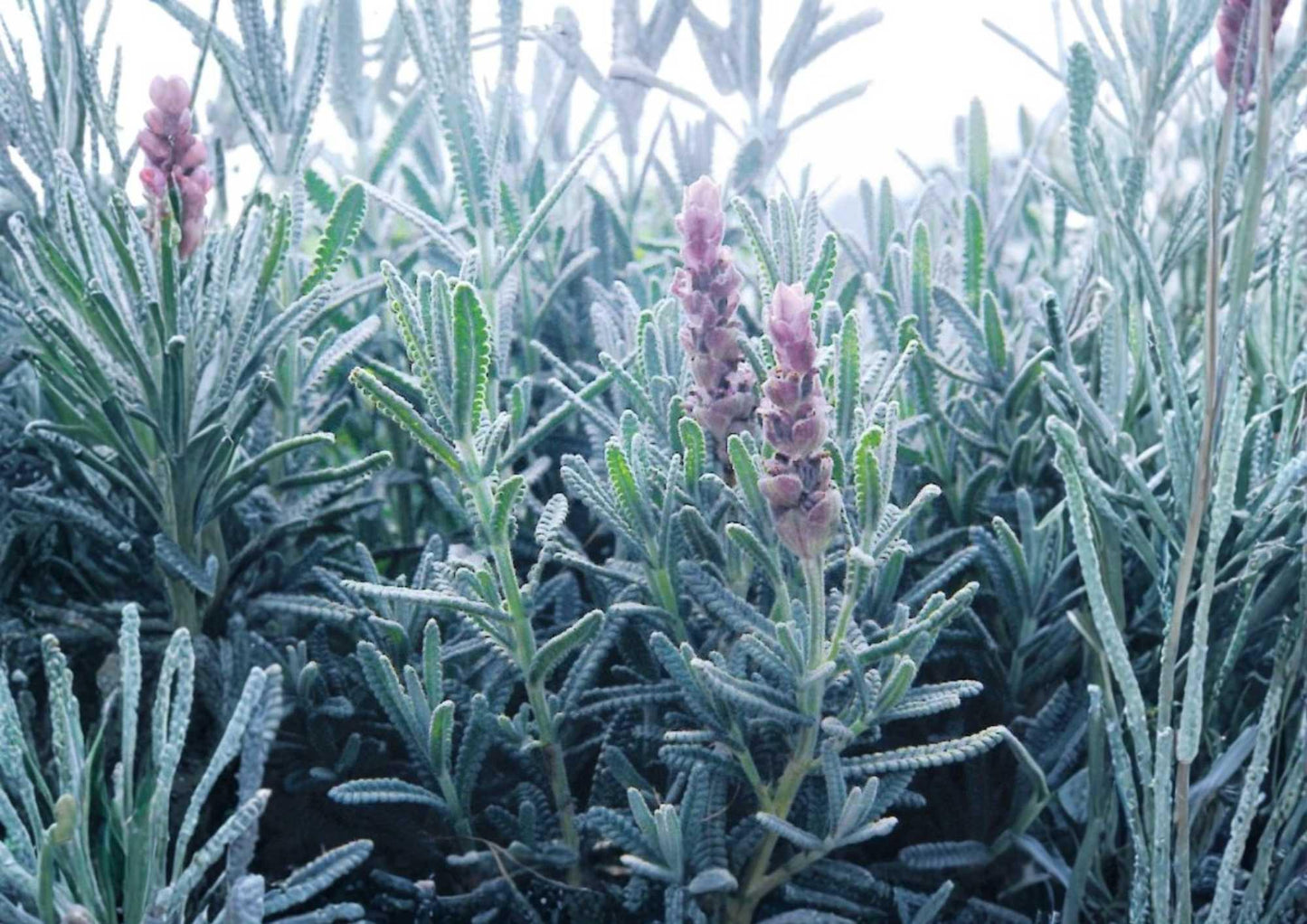Lavender Vera Seeds 200+ Heirloom Herb Flower Seeds Fragrant Purple Blooms Pollinator Friendly - Easy to Grow