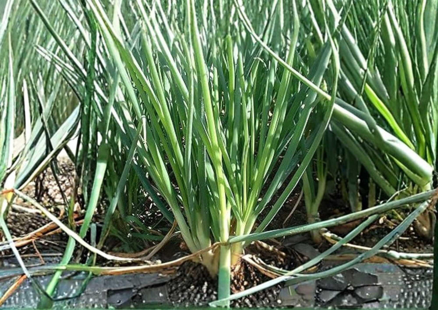 Large American Flag Leek Seeds - 250 Heirloom Non-GMO Vegetable Seeds for Garden Planting - Allium ampeloprasum