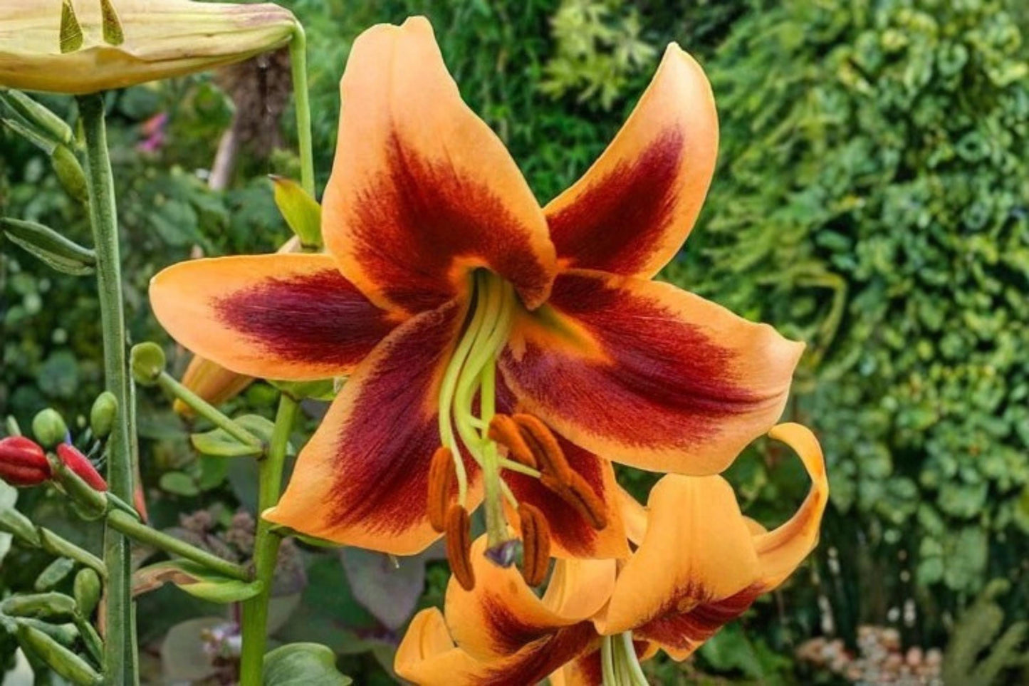 Giant Orienpet Lily Bulb - Red Morning - Lilium Hybrid - Easy to Grow Perennial Flower for Garden - Vibrant Red Blooms