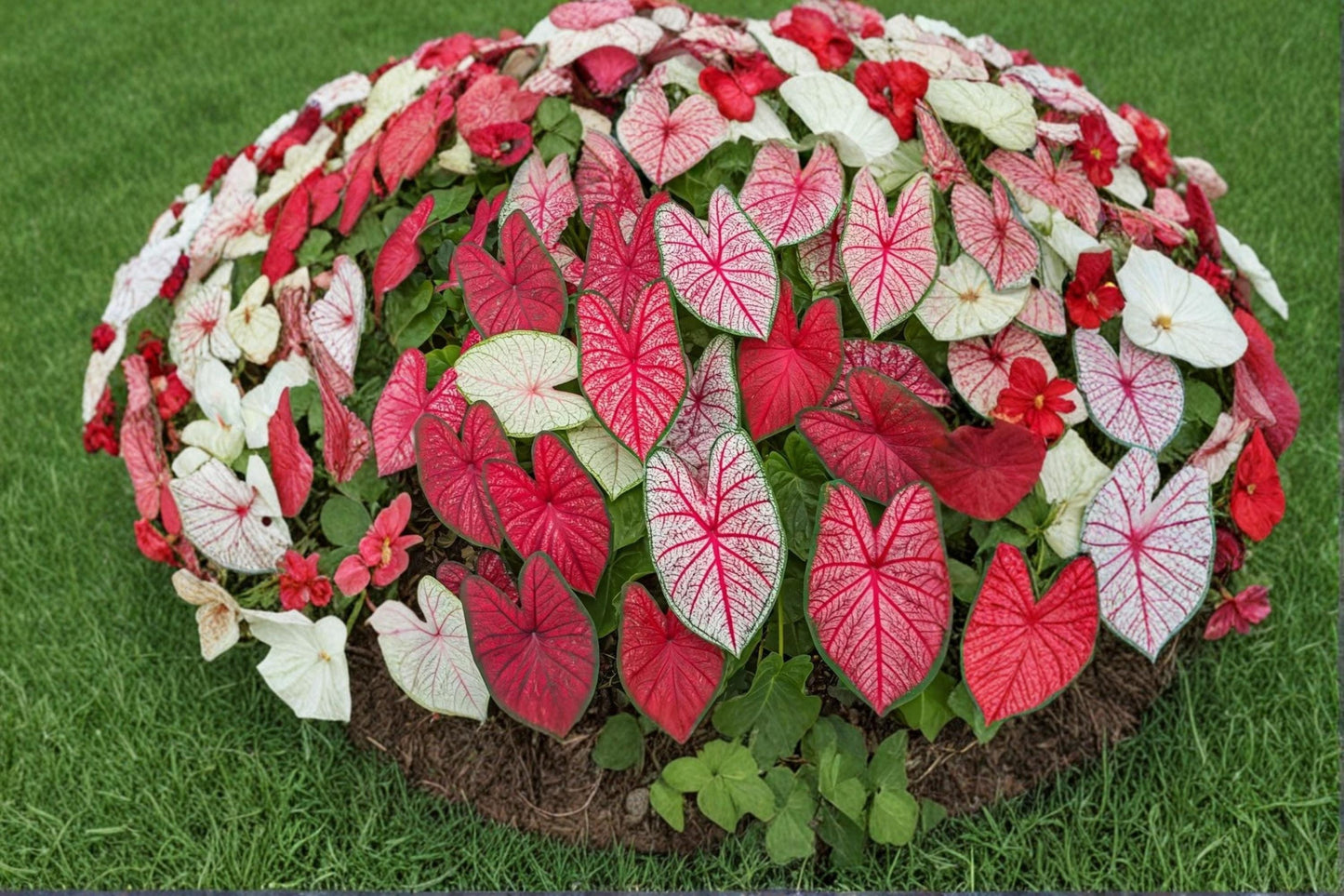 Fiesta Caladium Bulbs 6 Count - Colorful Ornamental Foliage - Caladium bicolor - Tropical Shade Plant for Garden & Containers