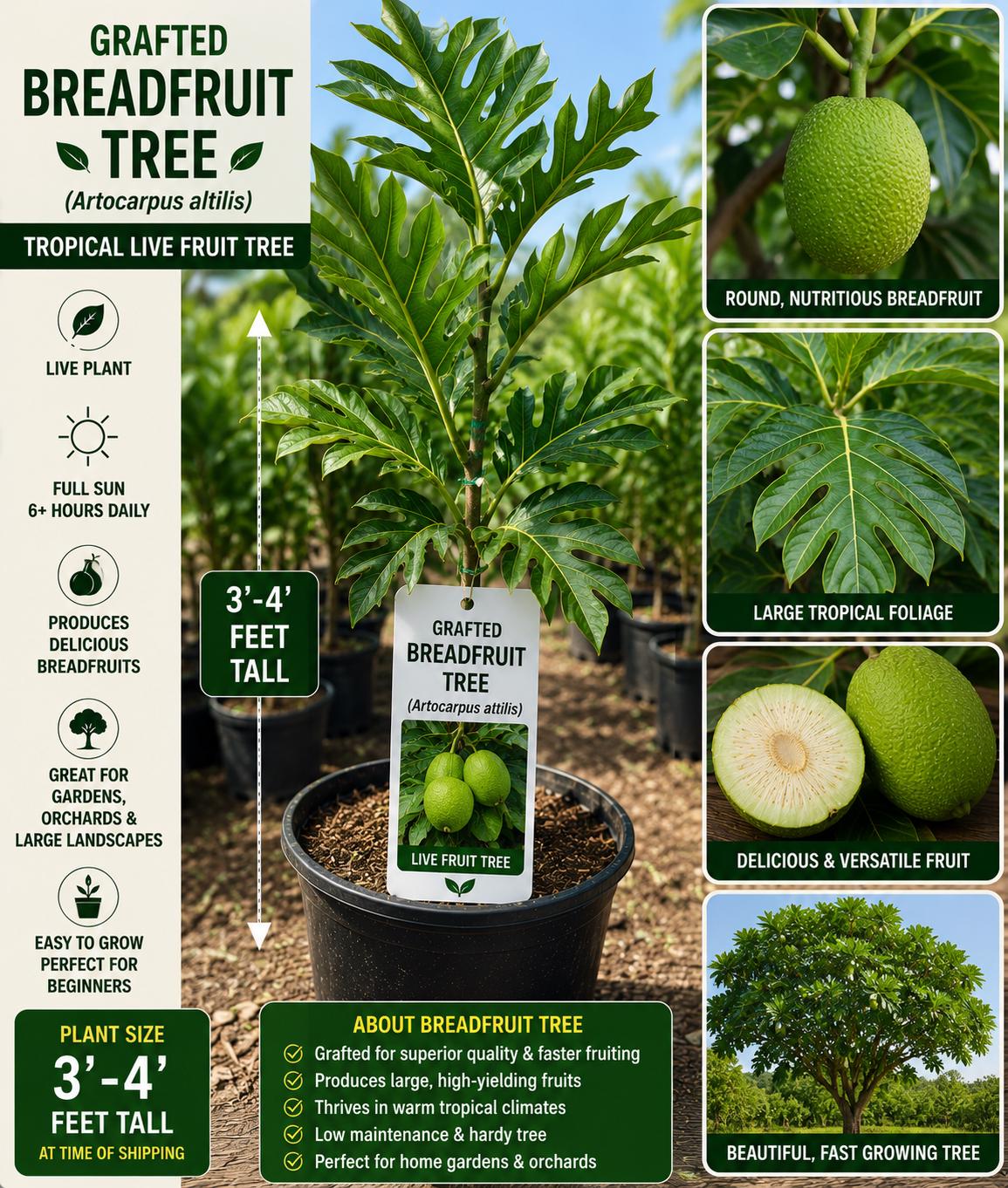 Grafted Breadfruit Tree 3-4 Feet - Artocarpus altilis - Non-GMO Tropical Fruit Plant