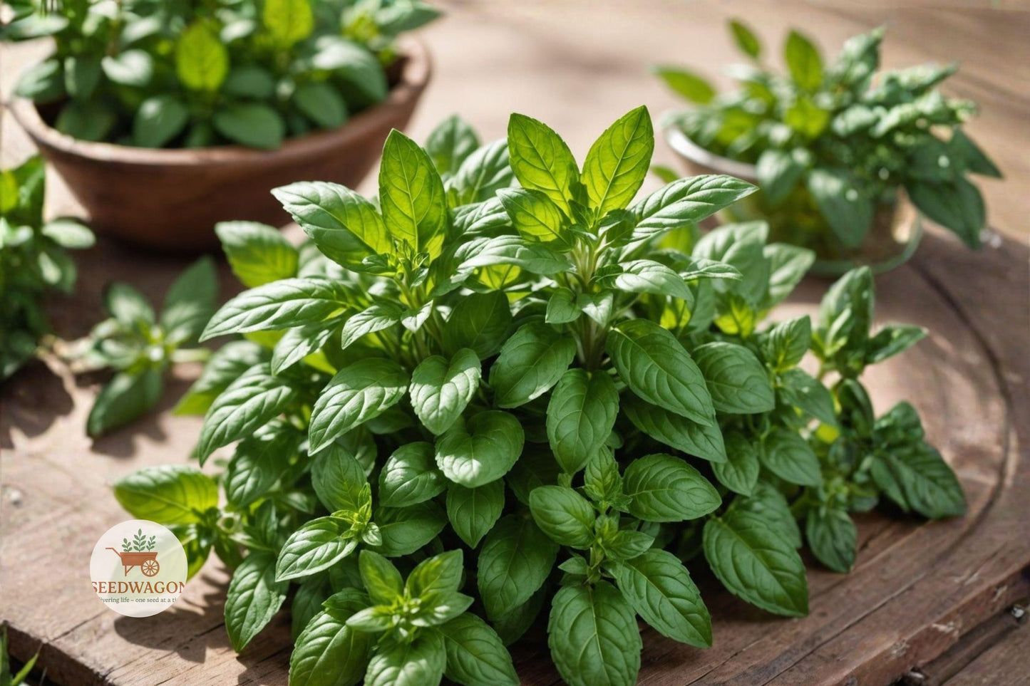 Sweet Genovese Basil Seeds - Heirloom Culinary Herb (100 Seeds) - Ocimum basilicum, Easy Grow for Kitchen Gardens