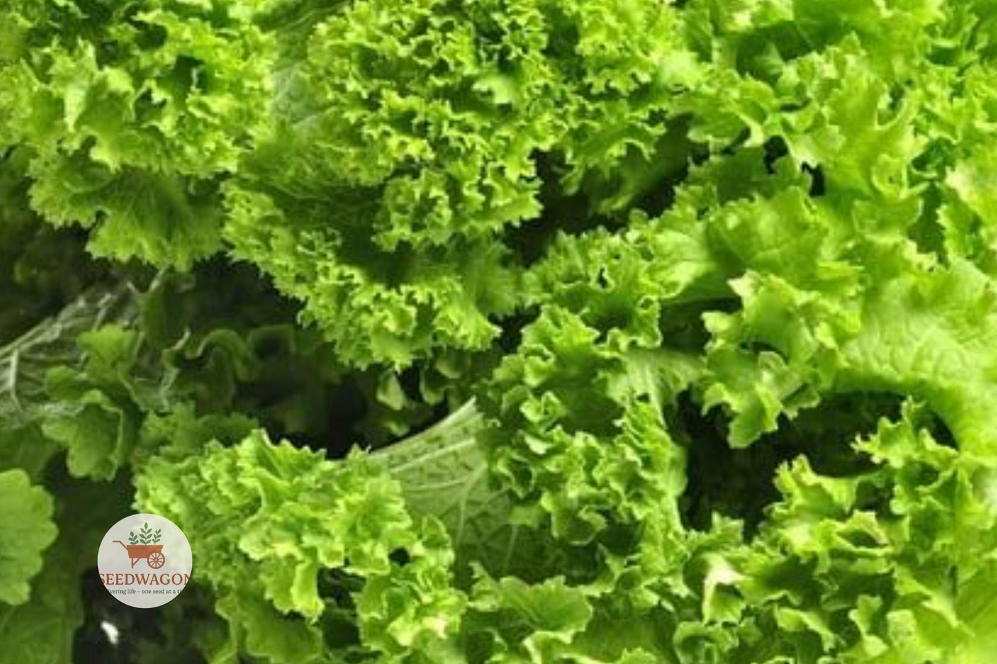 Southern Giant Mustard Greens Seeds - 100 Heirloom Non-GMO Brassica juncea - Fast-Growing Leafy Greens for Culinary Use