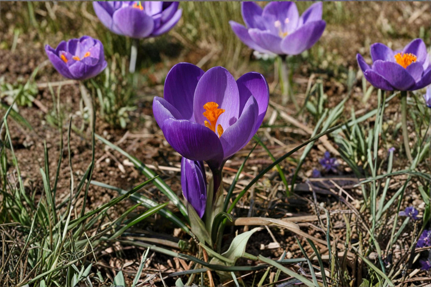 Crocus Bulb - 1 Flower Record Crocus, Purple Blooms, Crocus vernus - Spring Flowering Perennial for Garden Beds and Borders