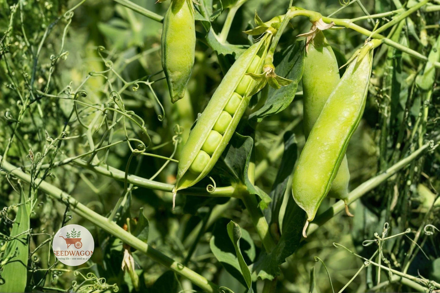 Little Marvel Pea Seeds - Heirloom Non-GMO Vegetable - Pisum sativum - 20+ Easy Grow Seeds for Small Gardens and Containers