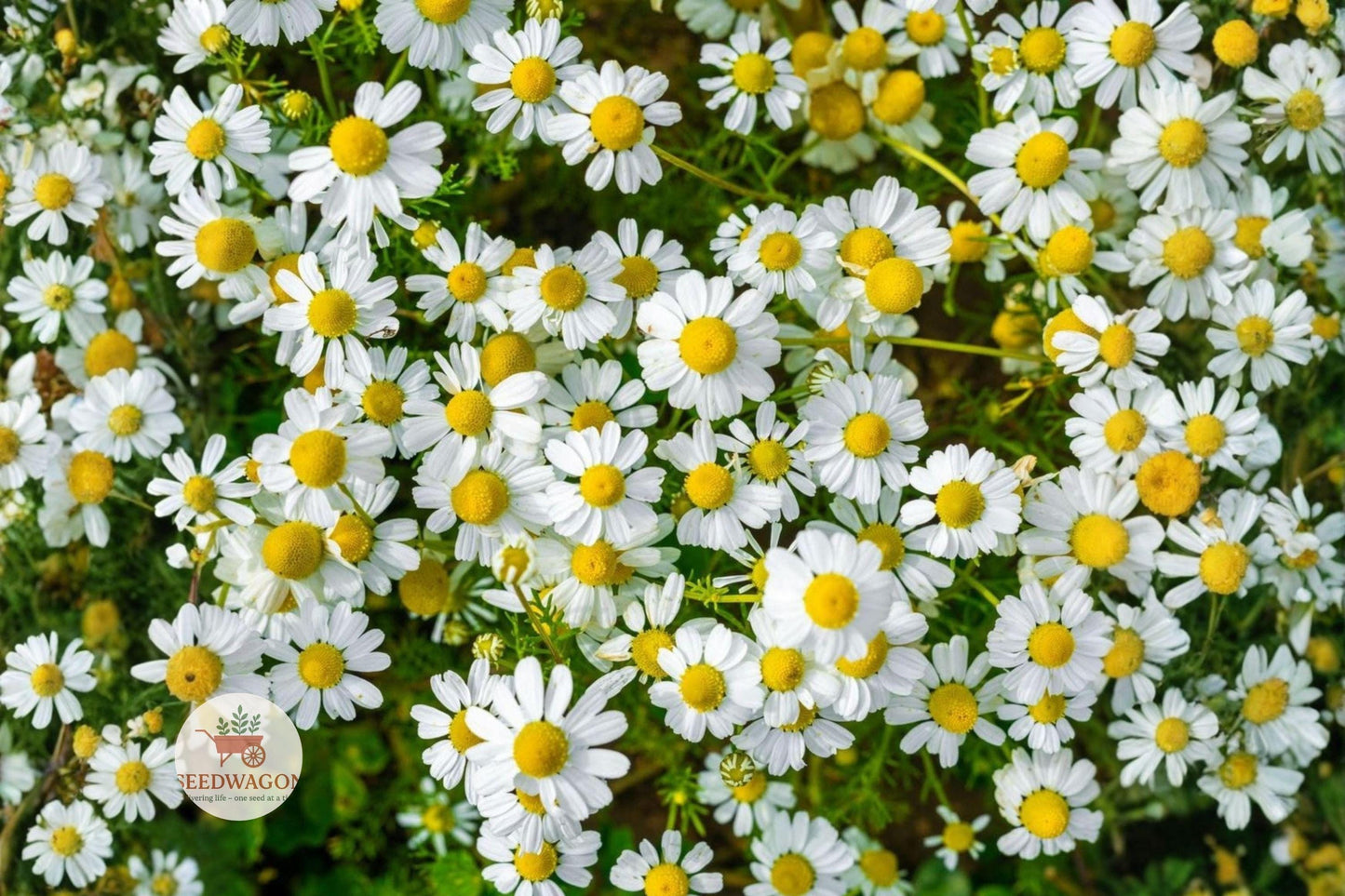 German Chamomile Seeds - Heirloom Non-GMO Matricaria chamomilla - 100+ Premium Herb Flower Seeds for Garden Planting