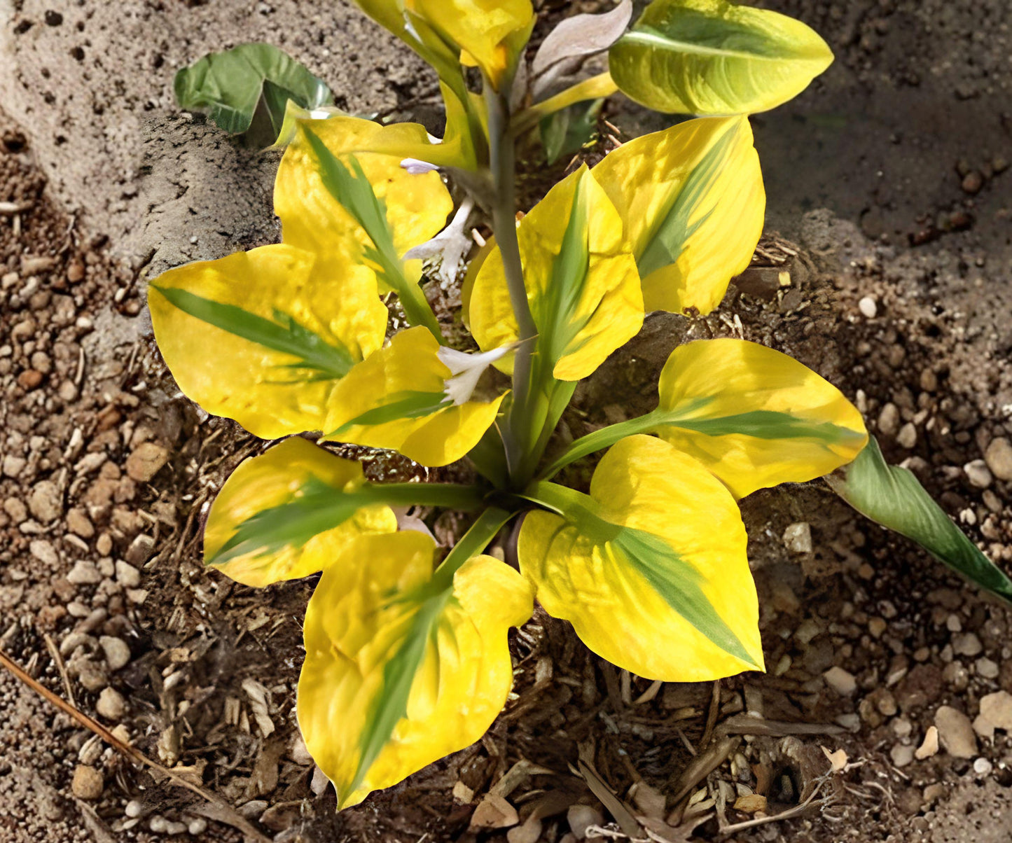 Hosta Glad Rags Bare Roots (3 Plants) - Yellow Green Foliage, Lavender Blooms - Hosta 'Glad Rags' Perennial for Shade Gardens