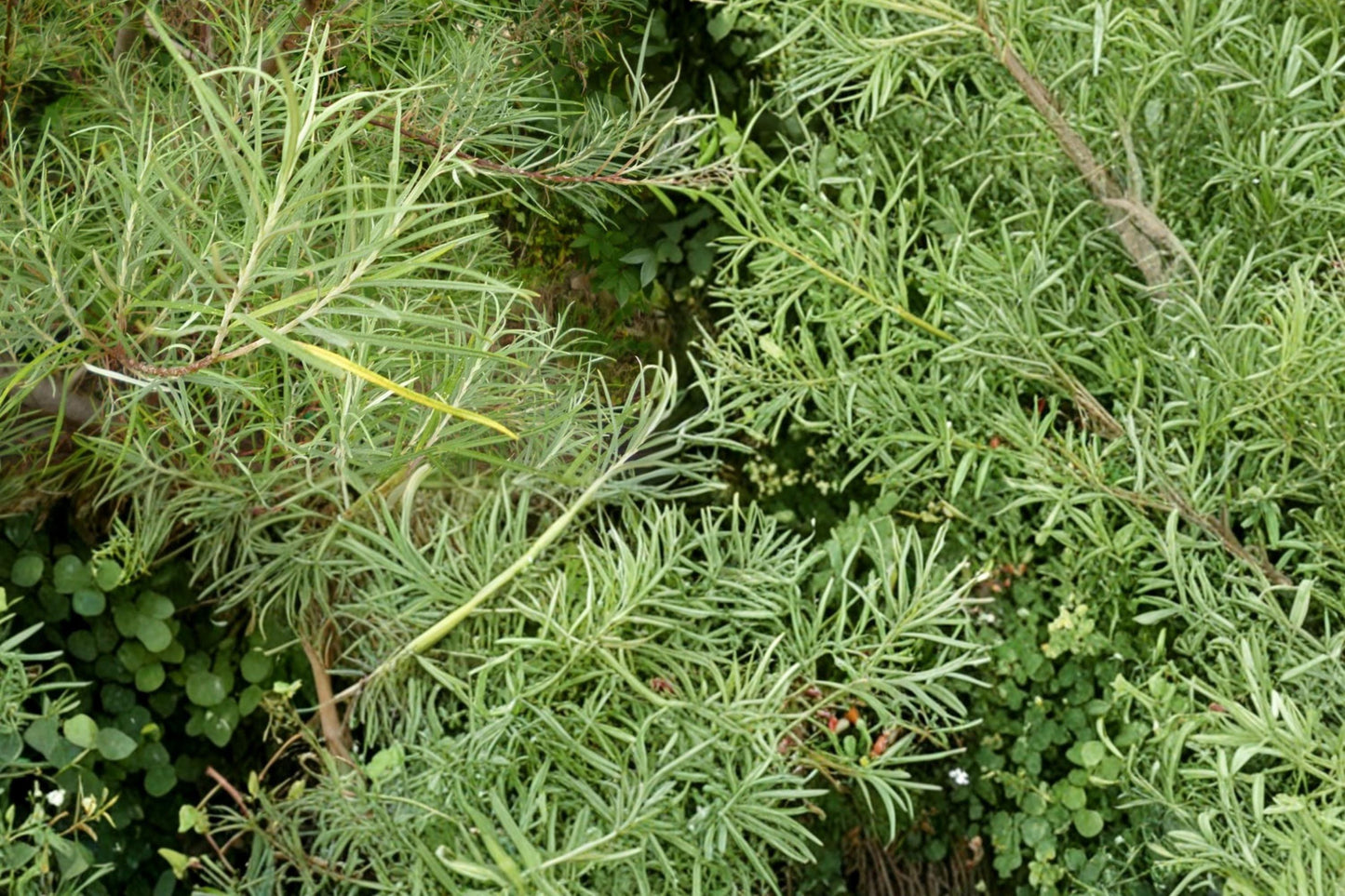 Rosemary Willow Cuttings - 10 Live Cuttings - Salix rosmarinifolia - Deciduous Shrub for Hedges & Screening - Outdoor Planting