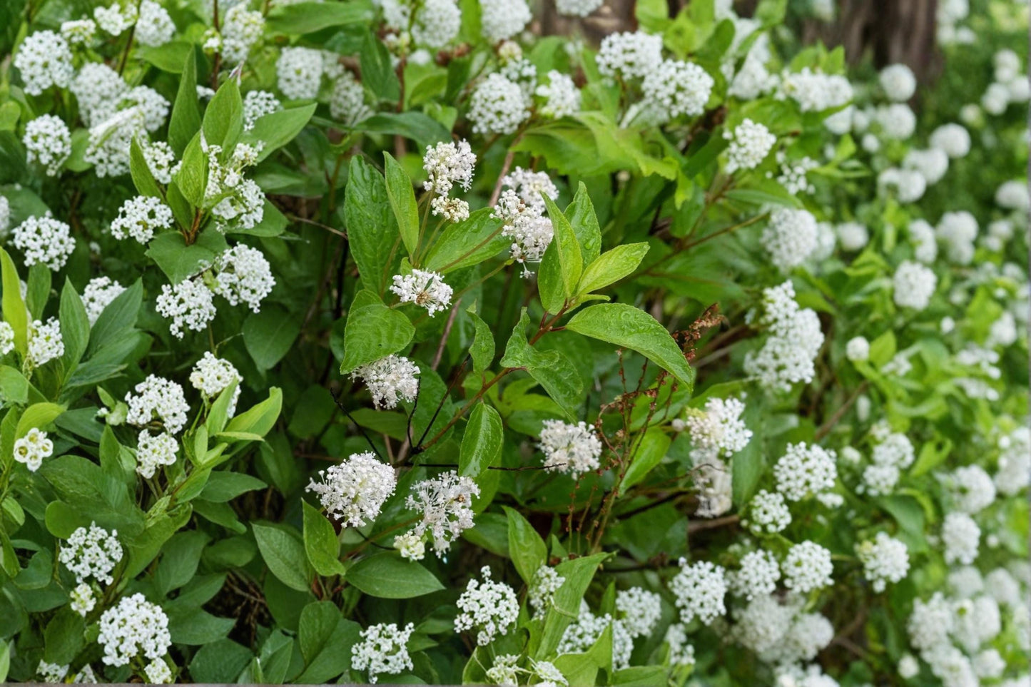 New Jersey Tea Seeds 50 Pack - Ceanothus americanus - Deciduous Flowering Shrub for Native Landscapes and Garden Borders