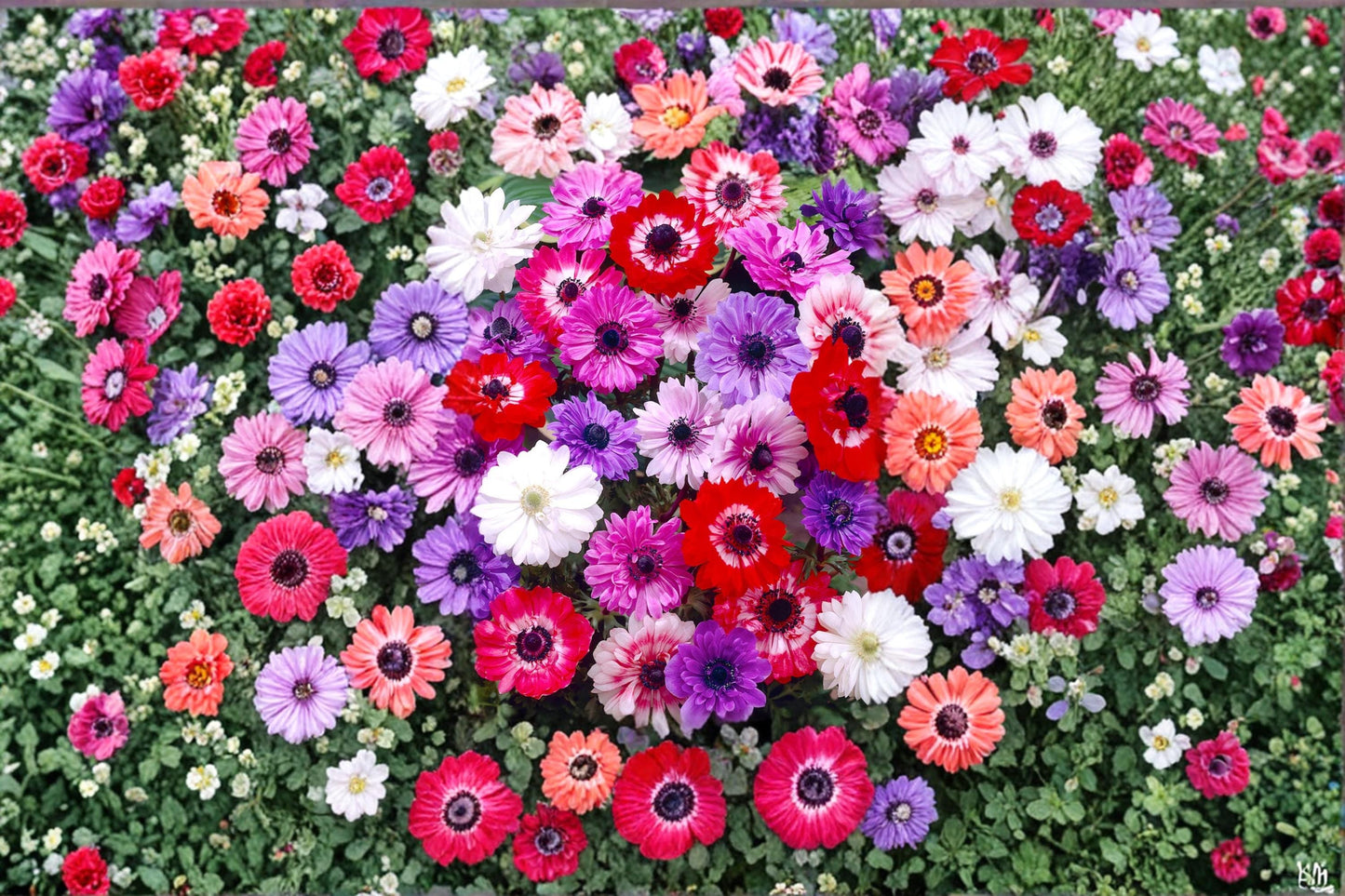 St Brigid Anemone Bulb - Anemone coronaria - Layered Blooms for Garden Beds & Containers - Flowering Plant