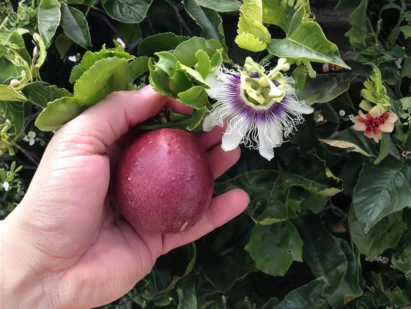 Purple Passion Fruit Plant 3-4" Starter Passiflora edulis Tropical Vine Edible Garden Trellis