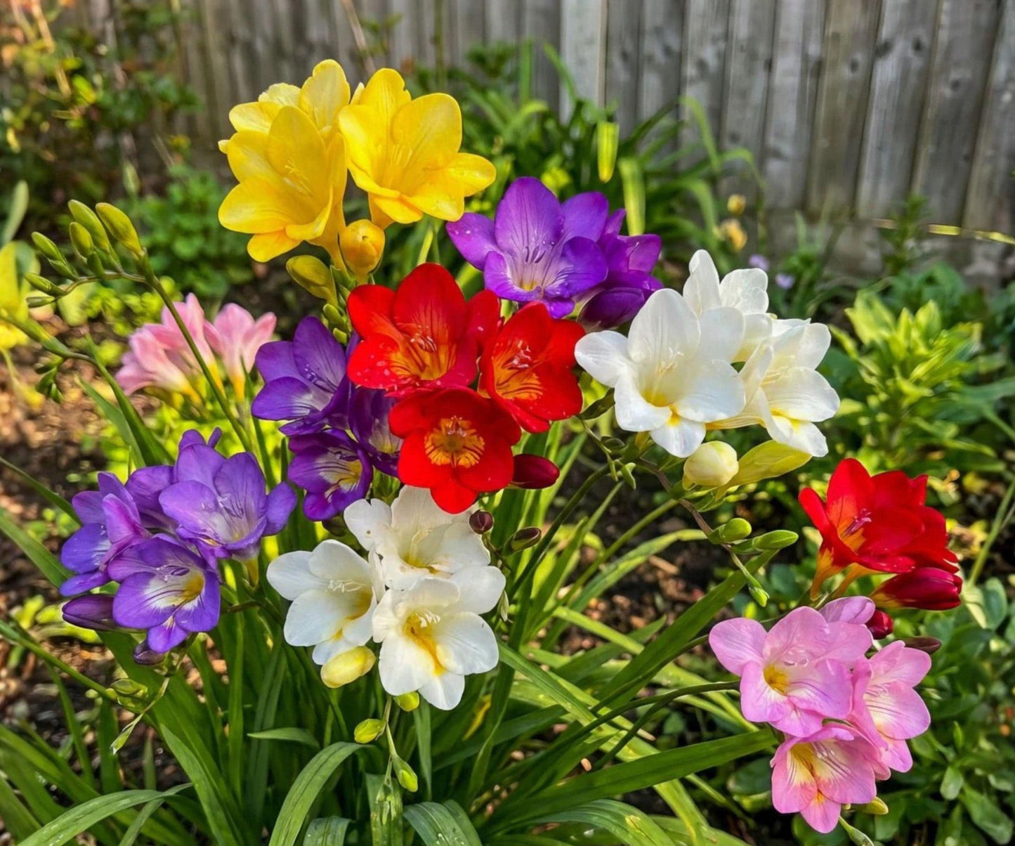 Freesia Bulbs - 45 Count Sunny Day Collection - Mixed Colors Blue-Violet, Yellow, White - Freesia hybrids - Fragrant Spring Flowers
