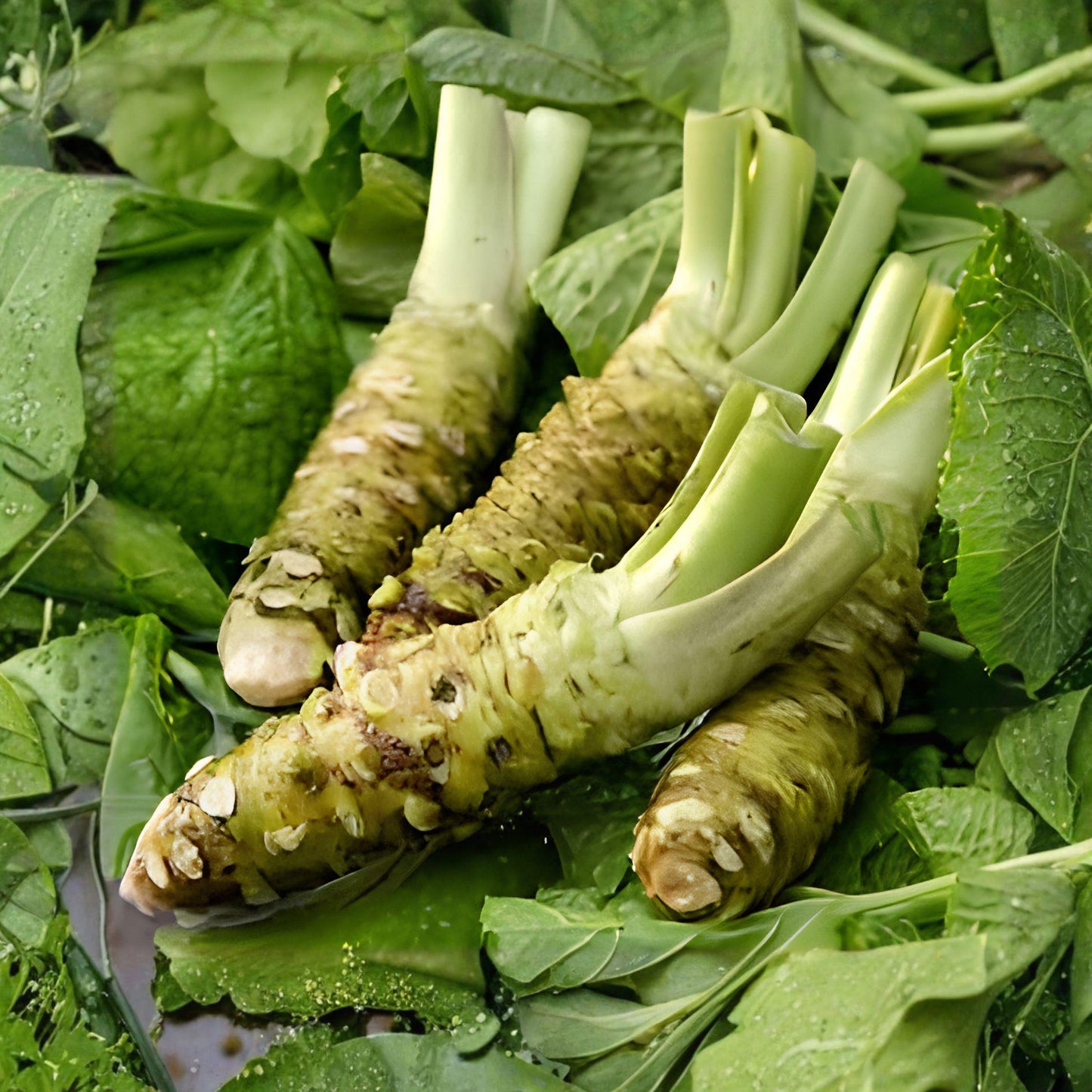 5 Japanese Wasabi Root Seeds – Rare Wasabia Japonica – Non-GMO Vegetable Seeds for Home Gardens, Unique Flavor & Beauty