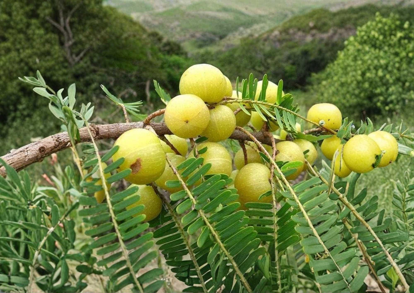 Indian Gooseberry Live Tropical Fruit Tree - Emblica officinalis - Fresh Amla Plant for Home Garden