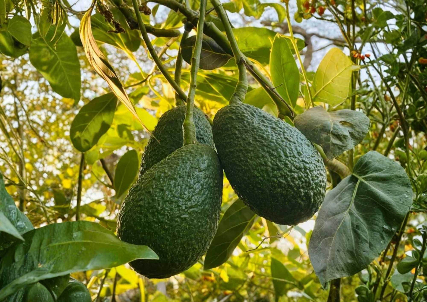 Hass Avocado Tree 12-24 inch - Non-GMO Persea americana Live Fruit Plant