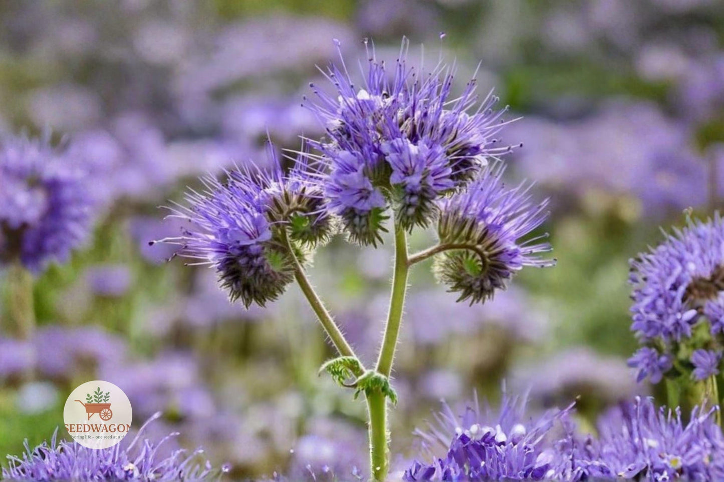 Lacy Phacelia Seeds 100 – Lavender-Purple Wildflower for Pollinator Gardens, Phacelia tanacetifolia - Easy to Grow Annual