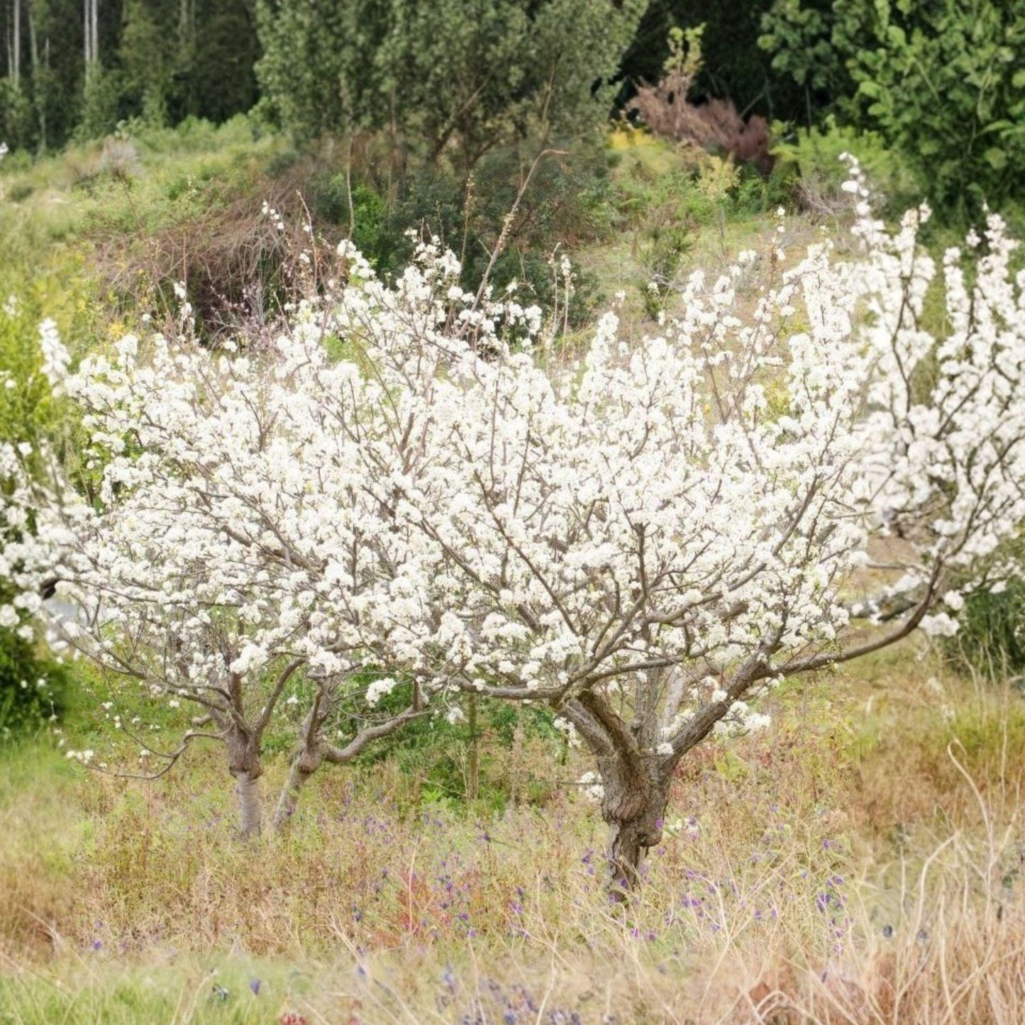 Wild Plum Cuttings Set of 12 Unrooted Fruit Tree Cuttings (Prunus americana) for Propagation and Gardening
