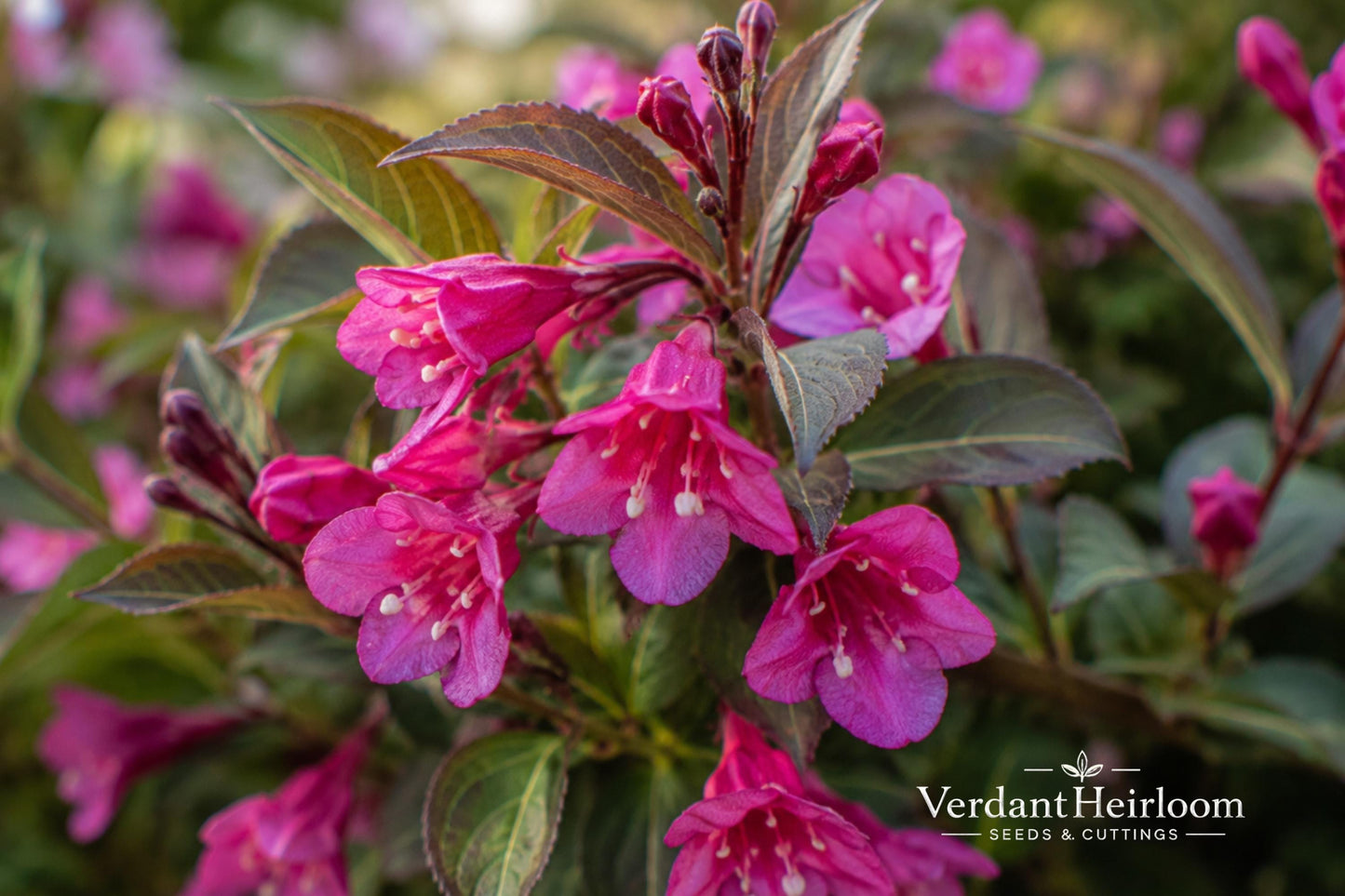Minuet Weigela Bare Root Plant 16+ Inches - Weigela florida 'Minuet' - Compact Shrub with Bright Pink Blooms for Gardens