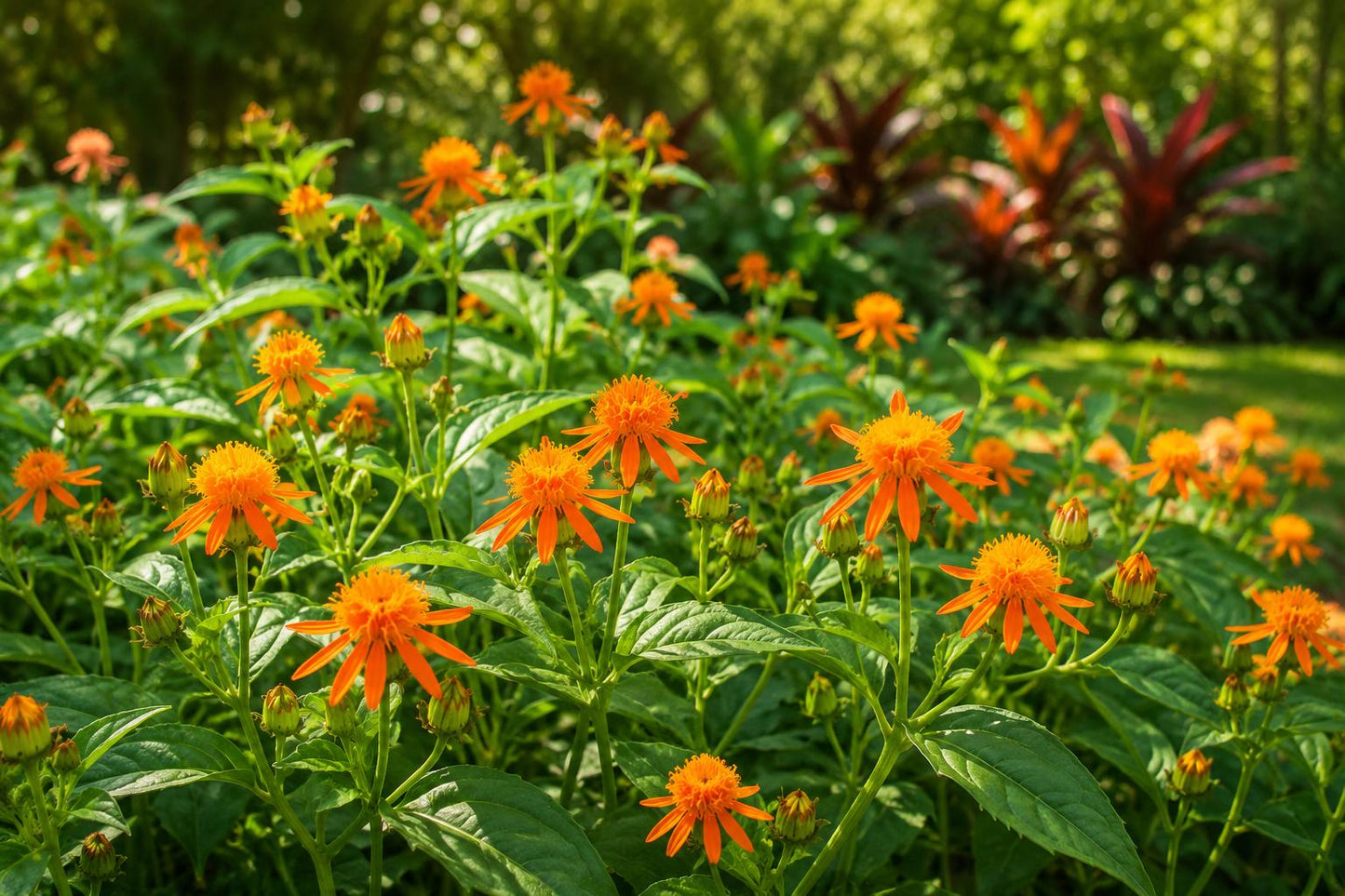 Mexican Flame Vine Seeds - Tropical Butterfly Plant - Yellow Orange Flowers - Senecio confusus - Easy to Grow, Attracts Pollinators