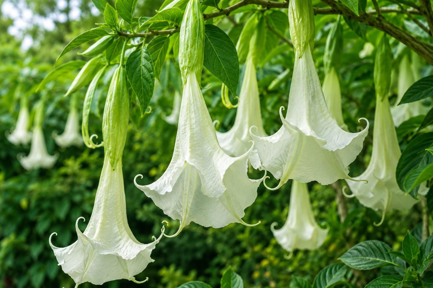 Shredded White Fantasy Brugmansia Cutting - Rare Tropical Angel's Trumpet - Unique Houseplant - Brugmansia spp.