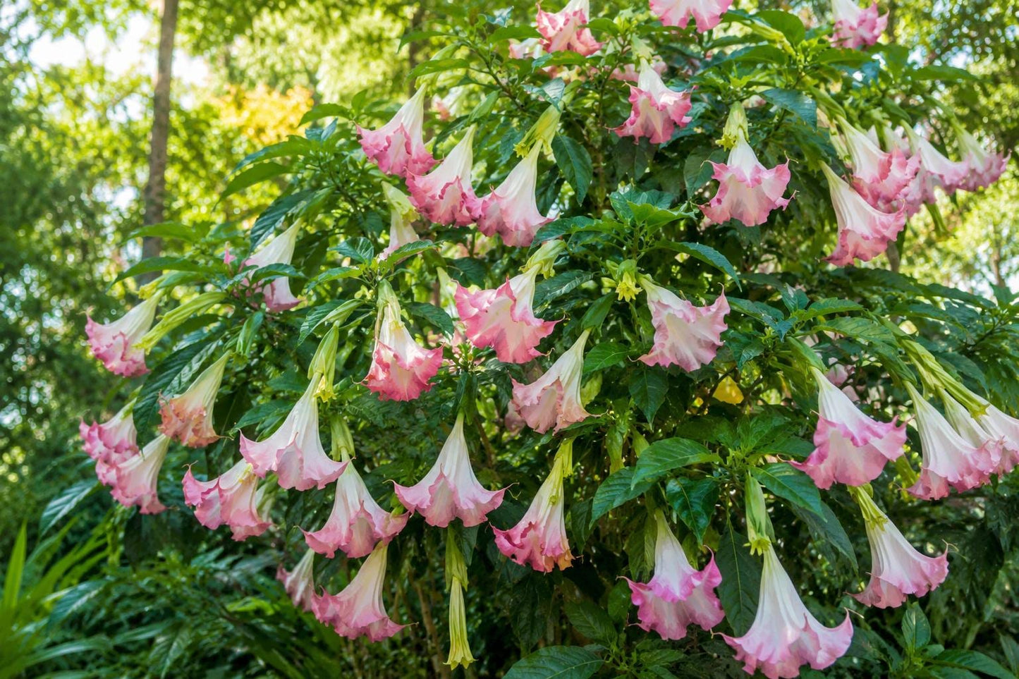 Brugmansia Plant - Tropical Variety - Big Peach Yellow White Blooms - Brugmansia versicolor - Exotic Flowering Shrub
