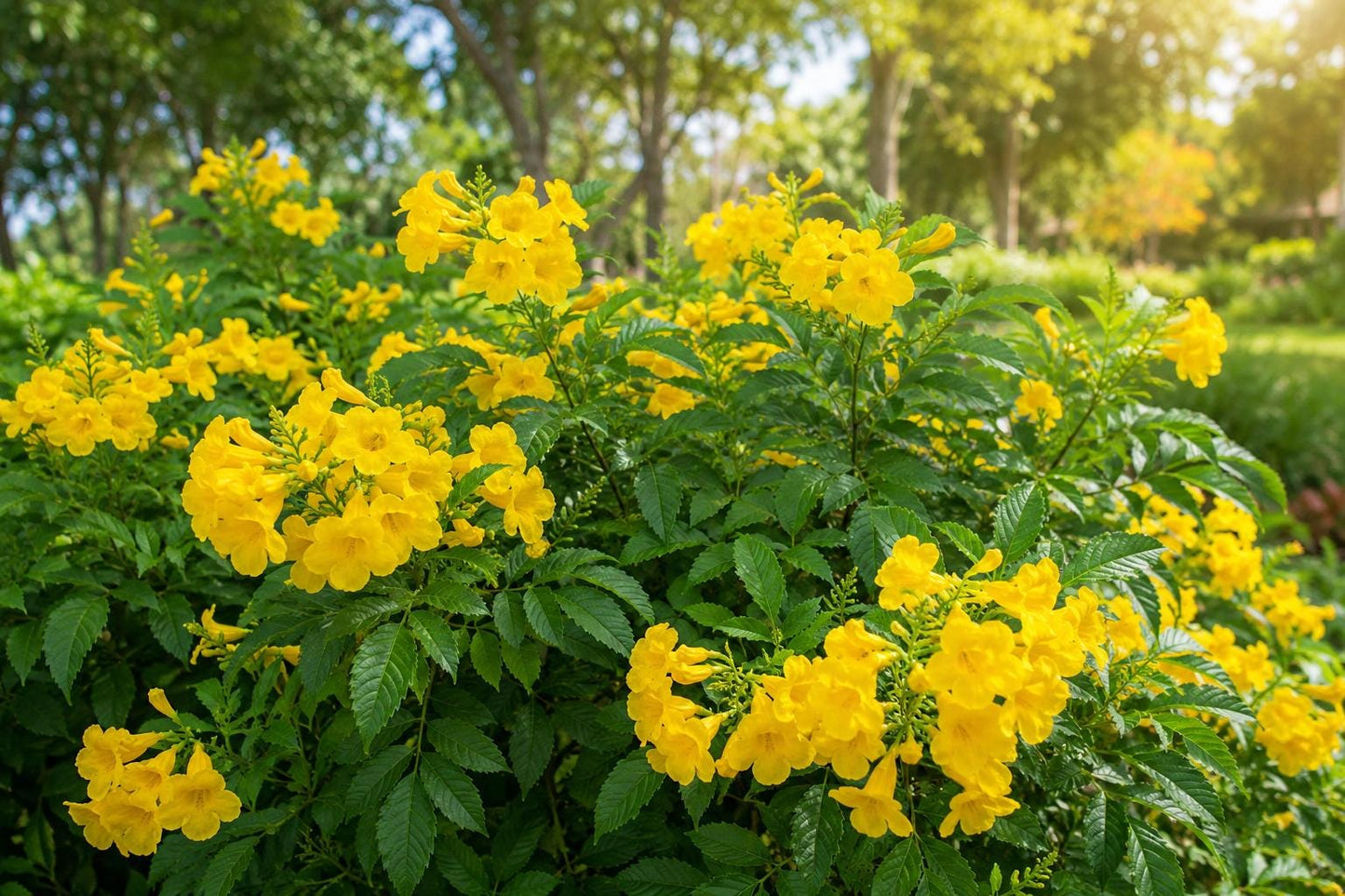 Gold Star Esperanza Plant - Tecoma stans - Yellow Bells - Butterfly Attracting Perennial - Hardy & Low-Maintenance