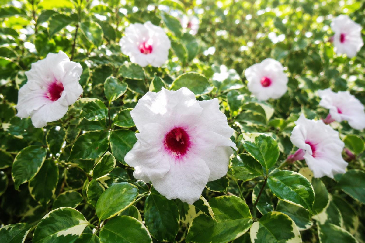 Variegated Pink Pandora Vine Plant - Climbing Semi-Tropical Fragrant Trumpet Flower - Aeschynanthus radicans