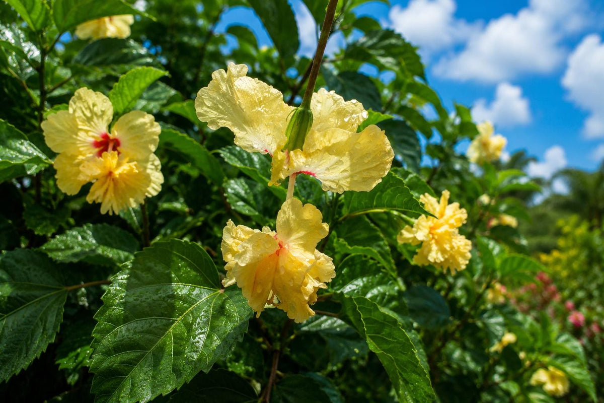 Yellow Apricot Lion Tail Pom Pom Tropical Hibiscus Plant | Rare Hibiscus rosa-sinensis | Indoor & Outdoor Garden Flower