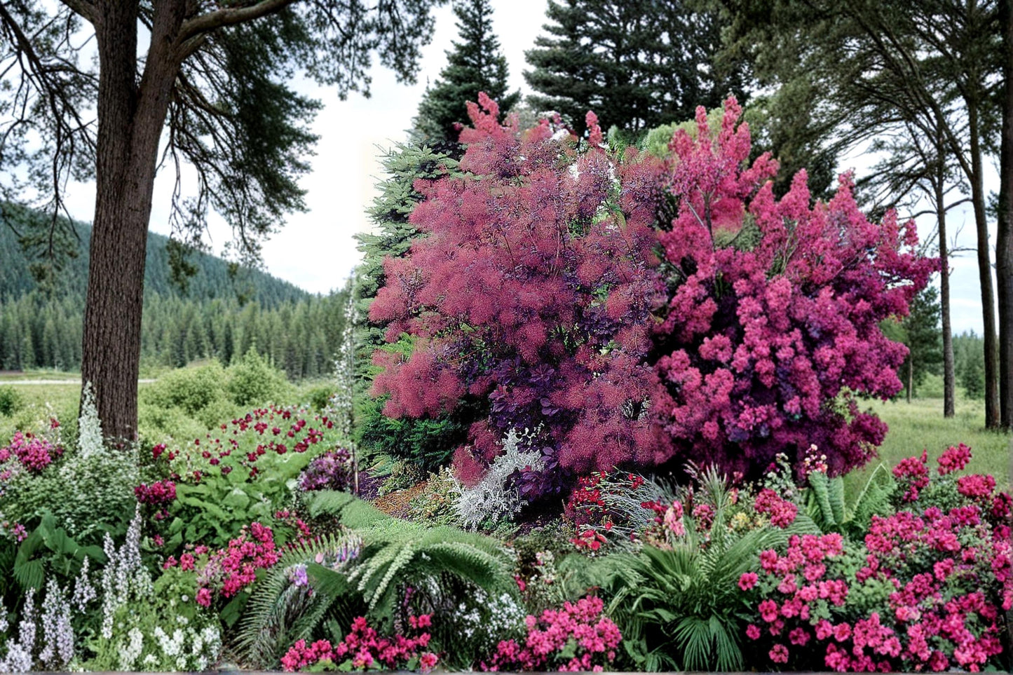 Blue Leaf Mimosa Seeds – 30 Seeds Acacia baileyana purpurea – Evergreen Tree with Blue-Gray Foliage for Outdoor Planting