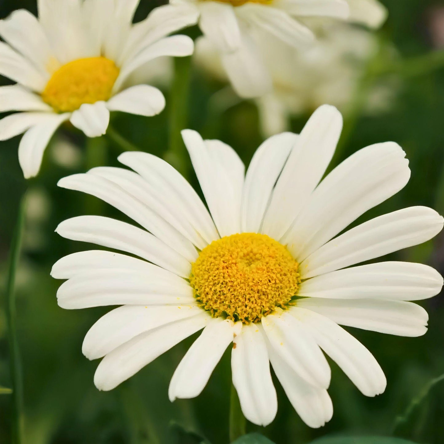 Shasta Daisy Bare Root Flower Plant, Perennial White Garden Daisy, Leucanthemum × superbum, 1 Count