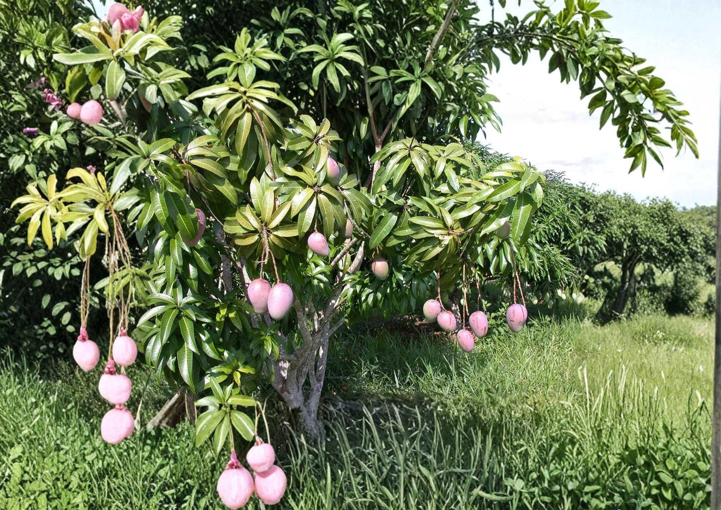 Kent Grafted Mango Tree 12-24 Inches - Mangifera indica - Fresh Stock - Tropical Fruit Plant for Home Garden