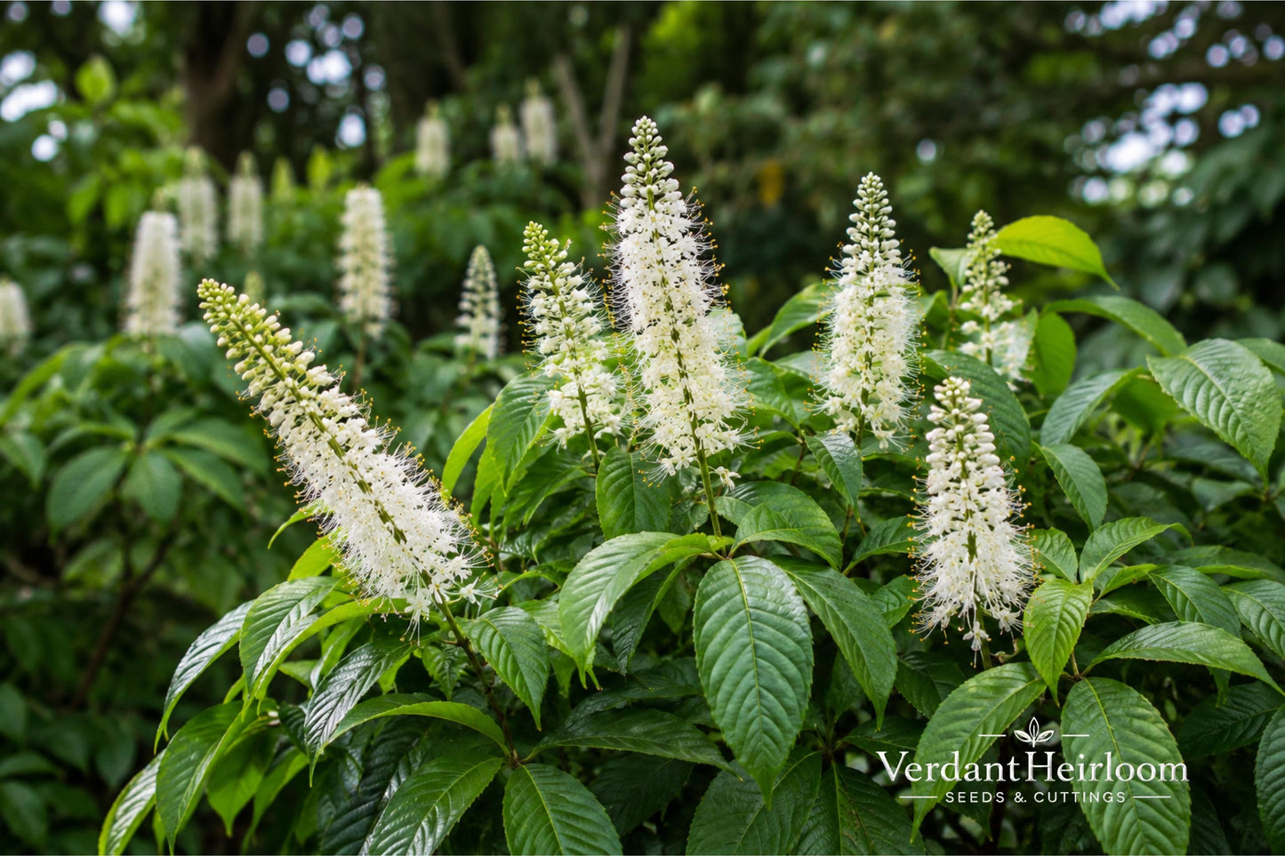 Bottlebrush Buckeye Bare Root Plant 4+ Inches Aesculus parviflora - White Flowers, Yellow Fall Foliage - Hardy Ornamental Shrub