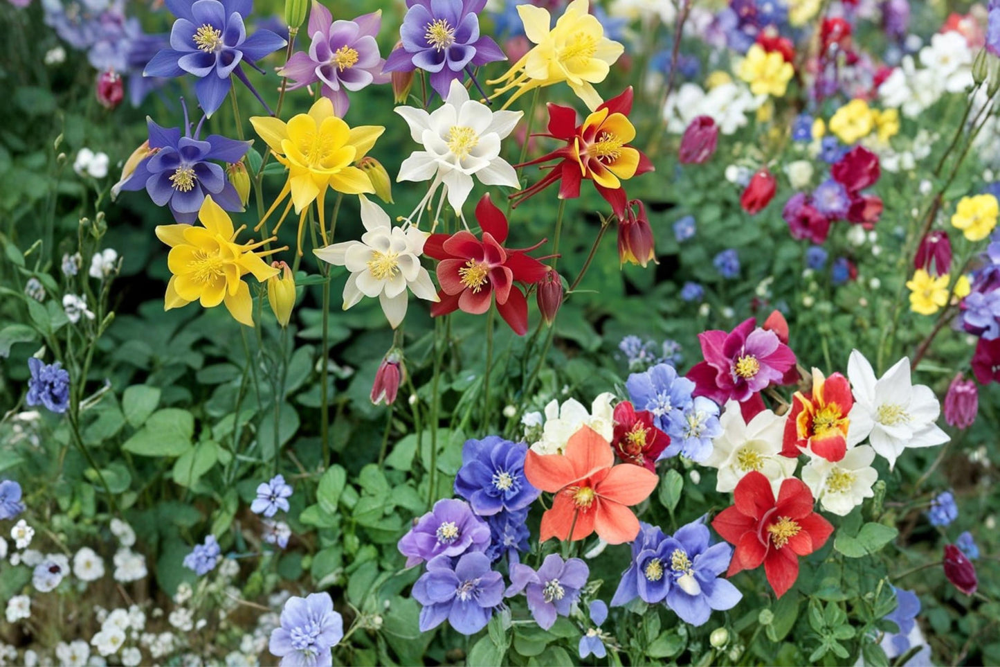 Multicolor Columbine Seeds - 100 Perennial Flower Seeds - Aquilegia spp. - Vibrant Garden Blooms for Outdoor Planting