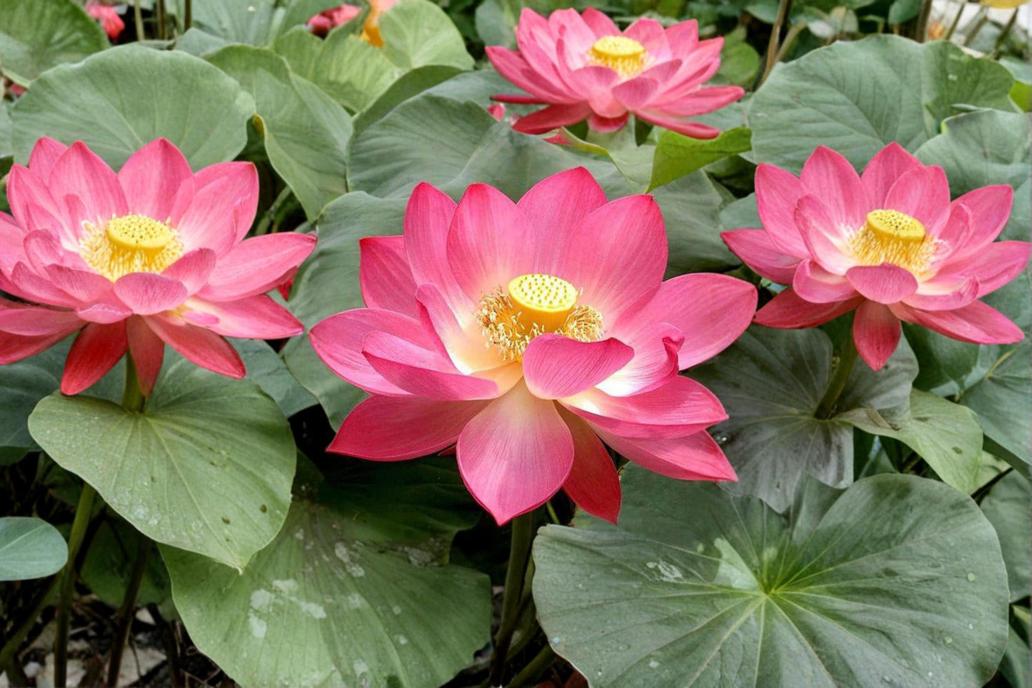 Multicolor Lotus Seeds - 10 Aquatic Plant Seeds - Nelumbo nucifera - Ideal for Ponds, Water Gardens, and Containers
