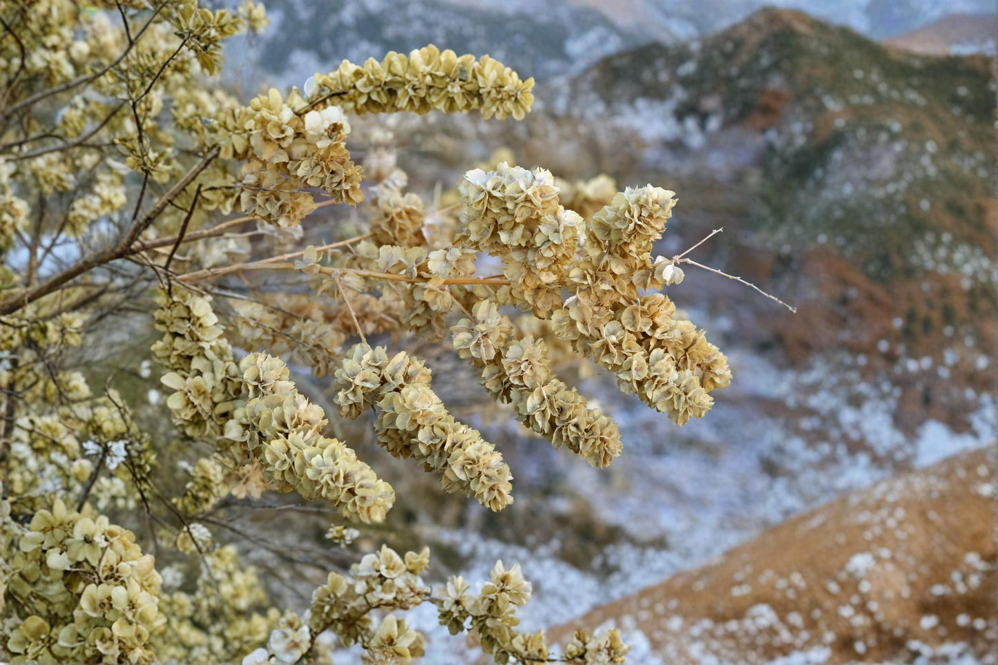 Fourwing Saltbush Seeds - 50 Count - Atriplex canescens - Drought-Tolerant Native Shrub for Xeriscape and Wildlife Gardens