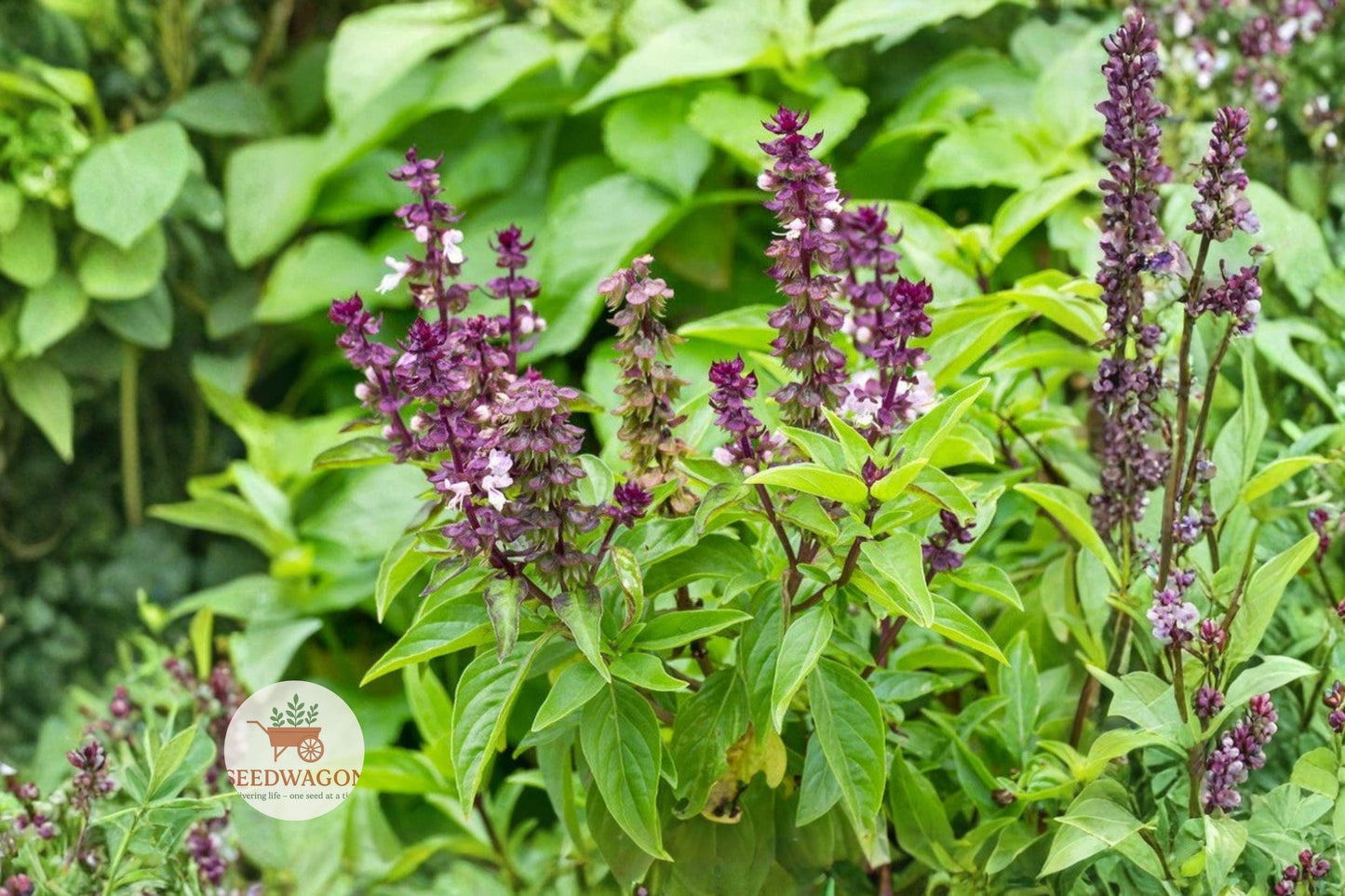 Licorice Basil Seeds - 50 Non-GMO Seeds - Aromatic Culinary Herb - Ocimum basilicum - Sweet Anise Flavor for Gardens