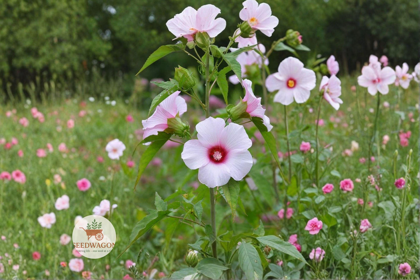 Rose Mallow Seeds, 20 Count, Native Hardy Hibiscus Flower, Hibiscus militaris, Pollinator Friendly, Perfect for Rain Gardens